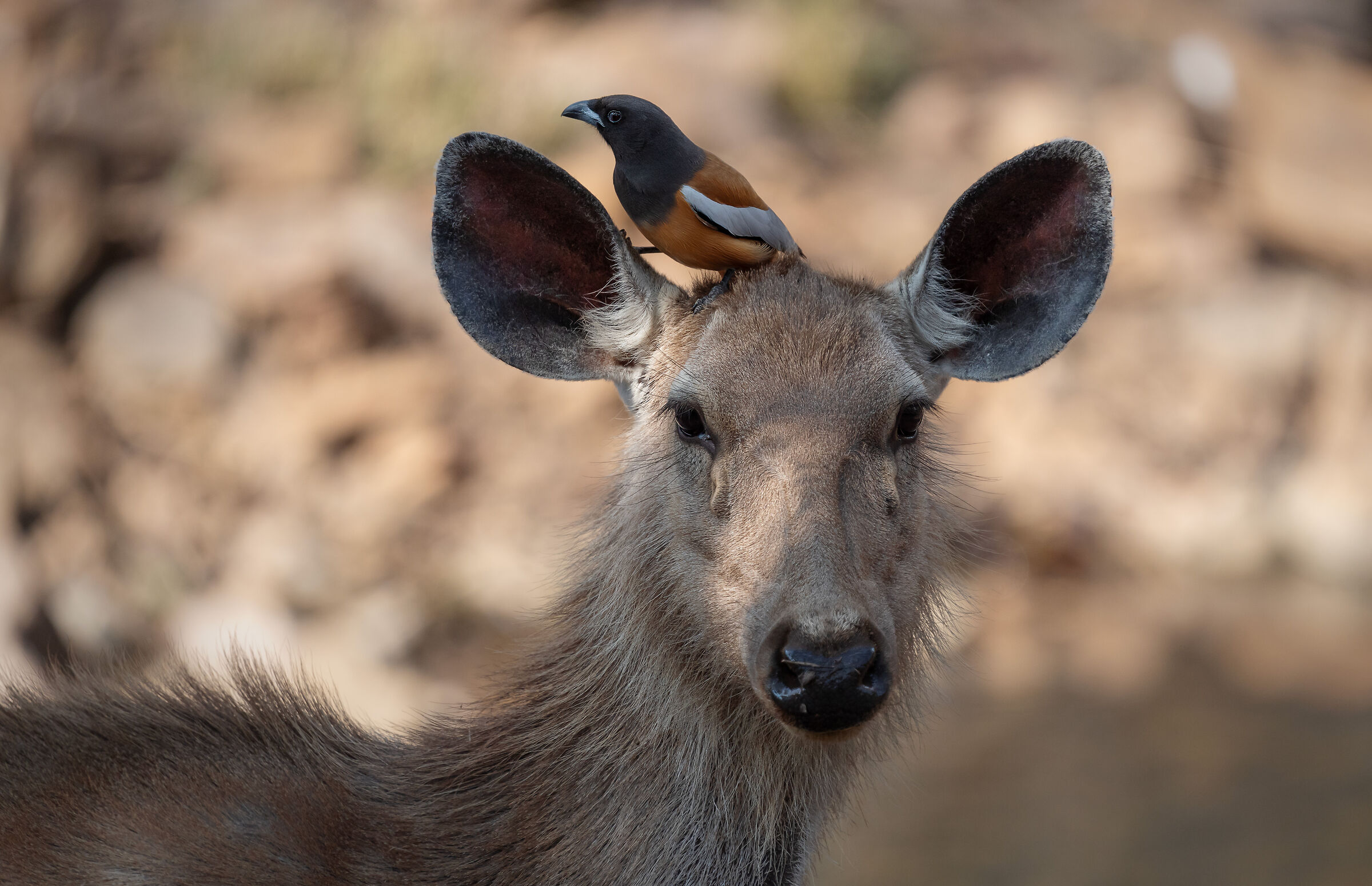 Sambar indiano e dendrogazza