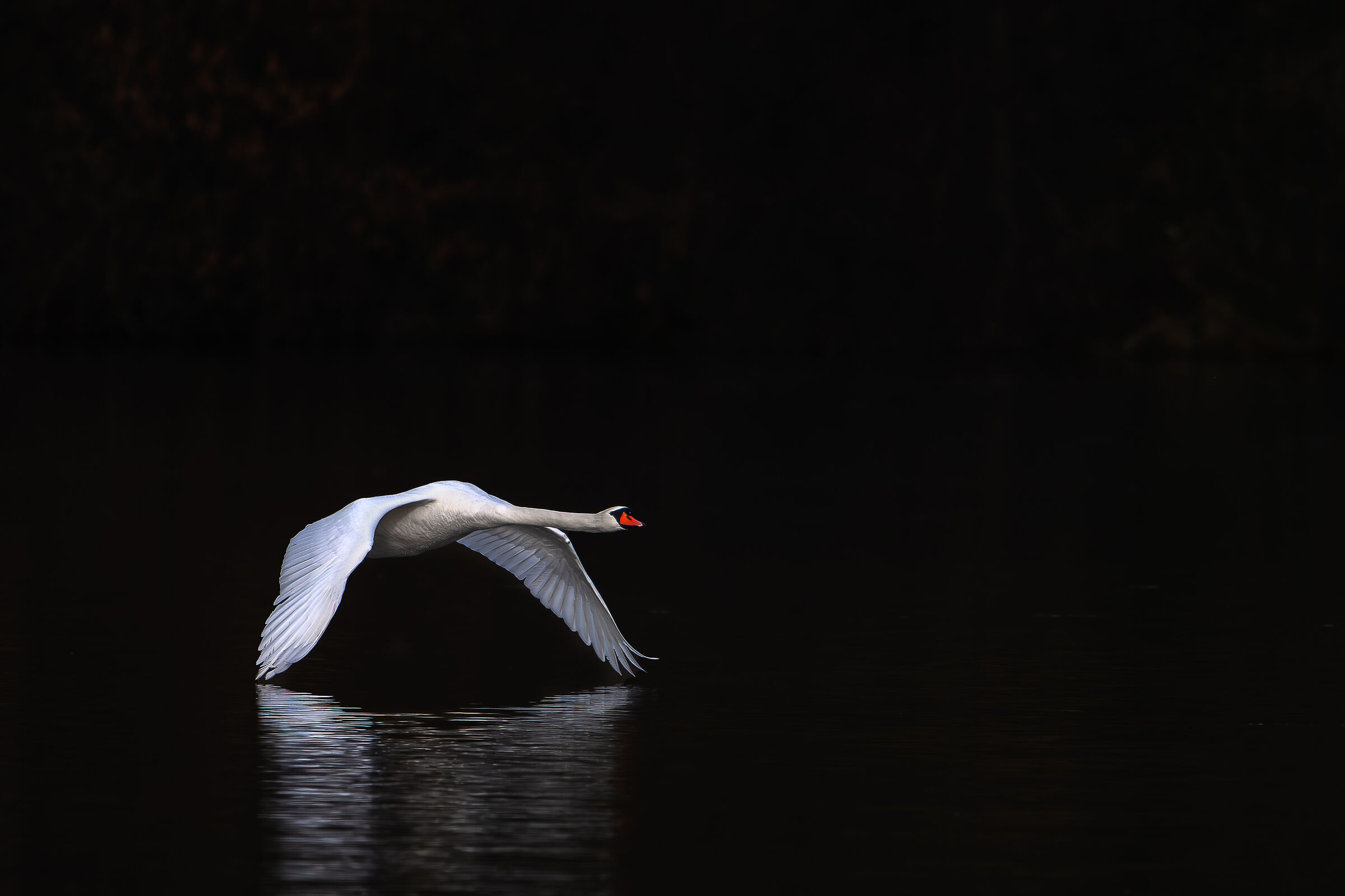 Swan in flight