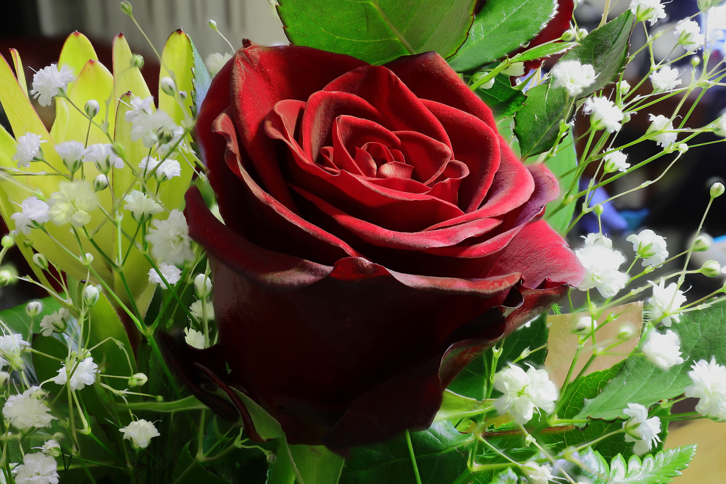 prova focus stacking