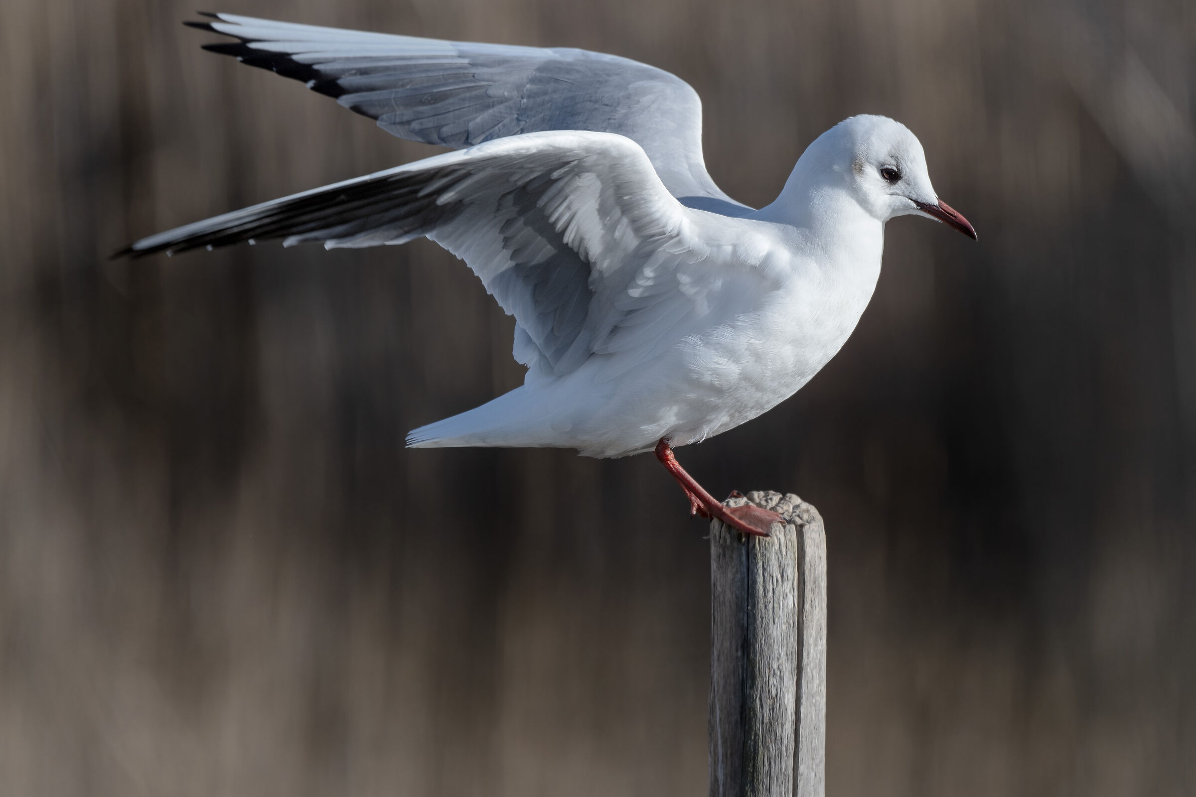 Gabbiano solitario..