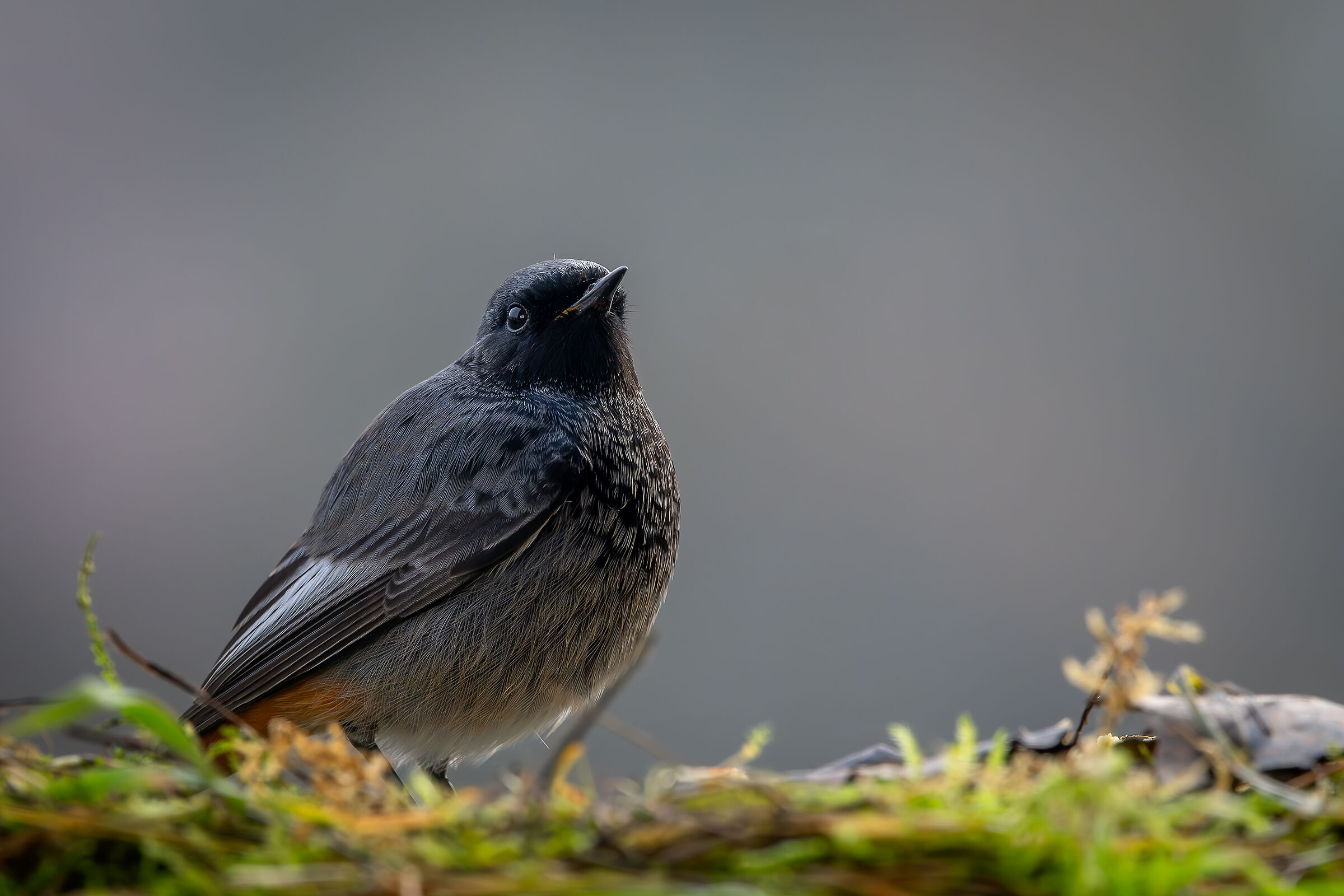 Codirosso spazzacamino