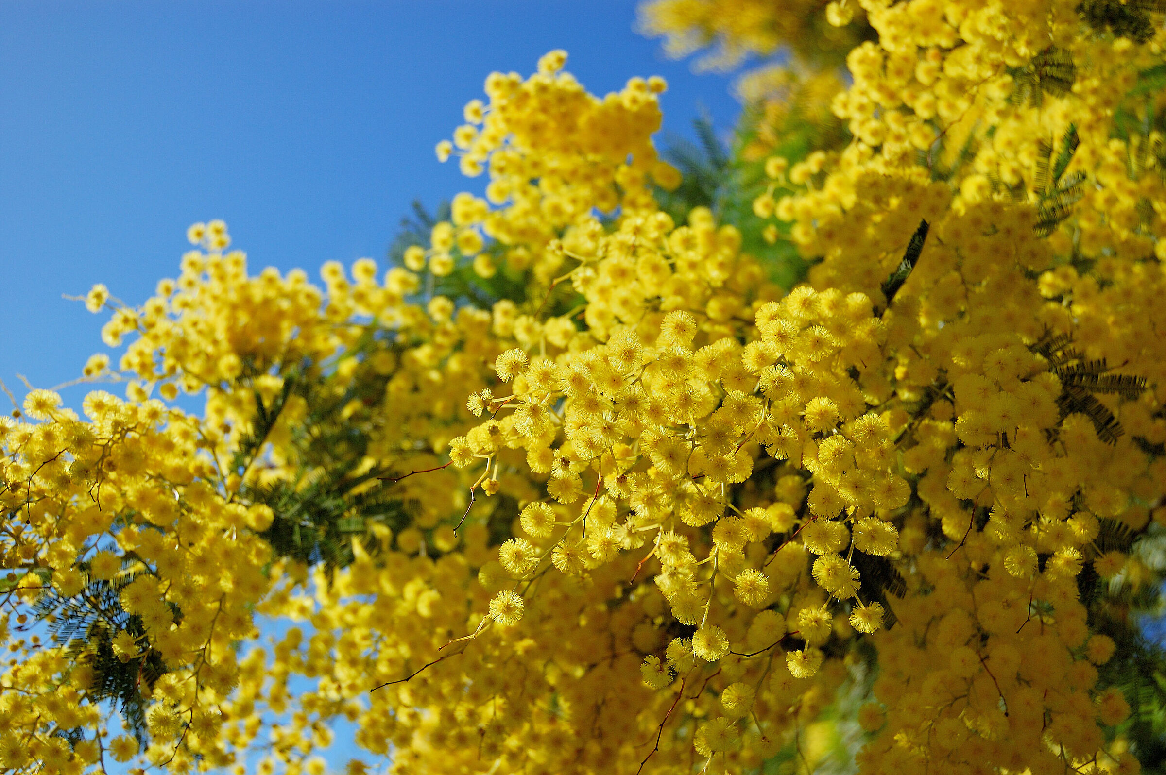Mimosa