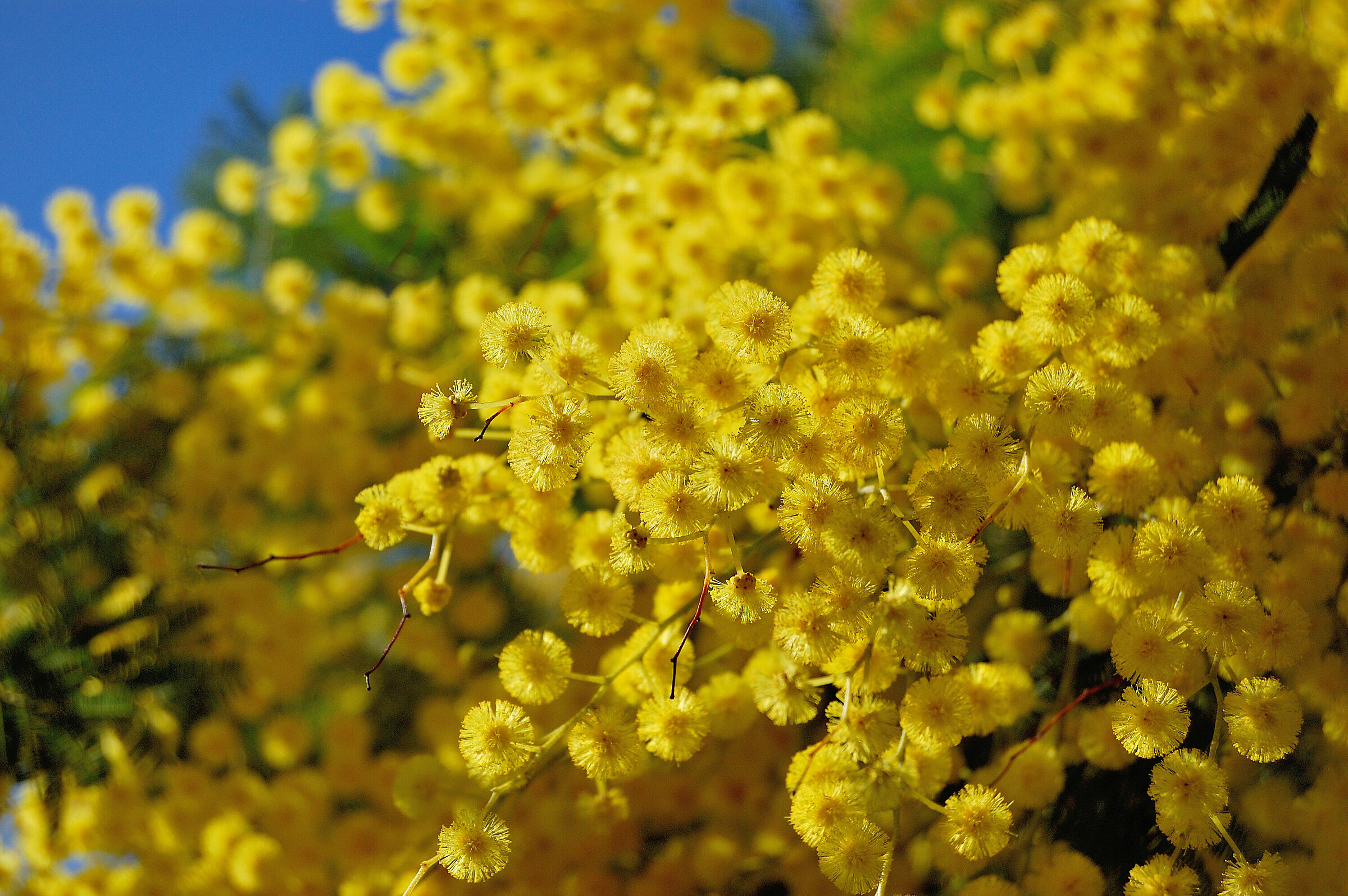Mimosa 2