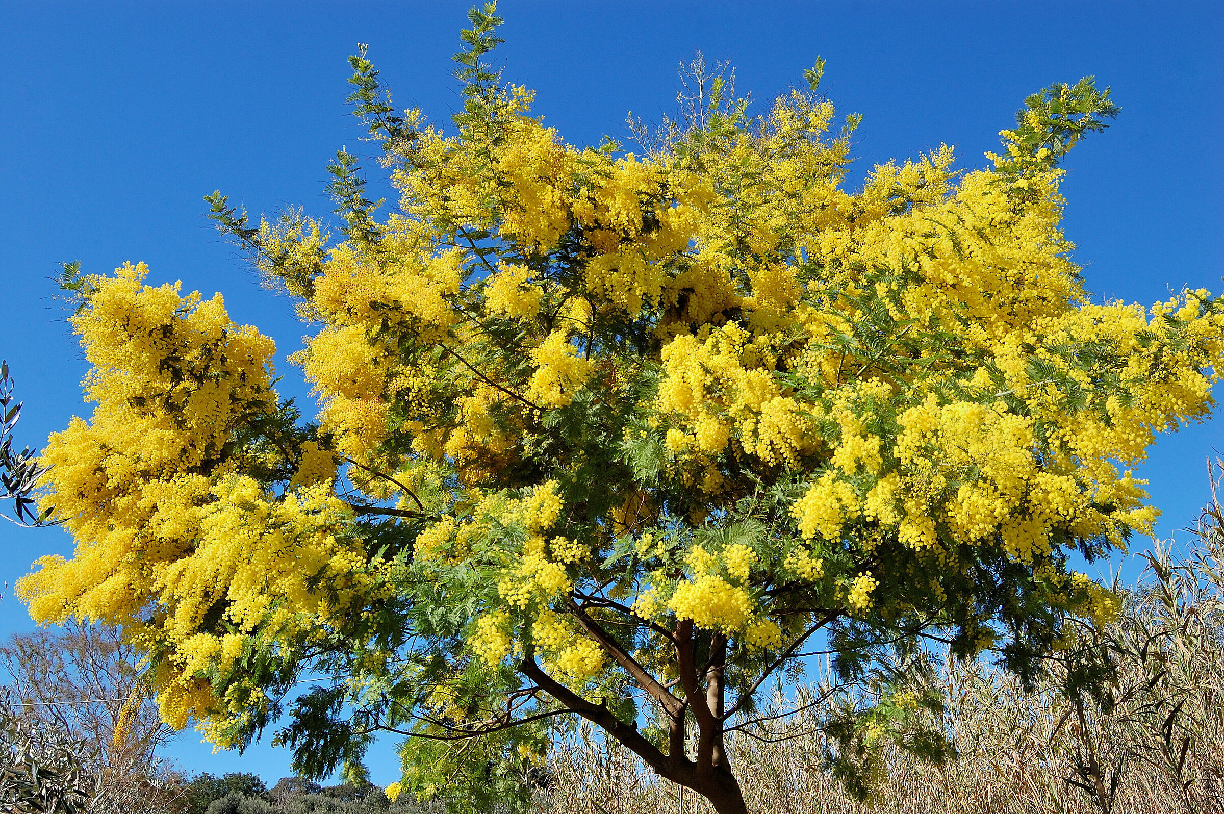 Mimosa 3