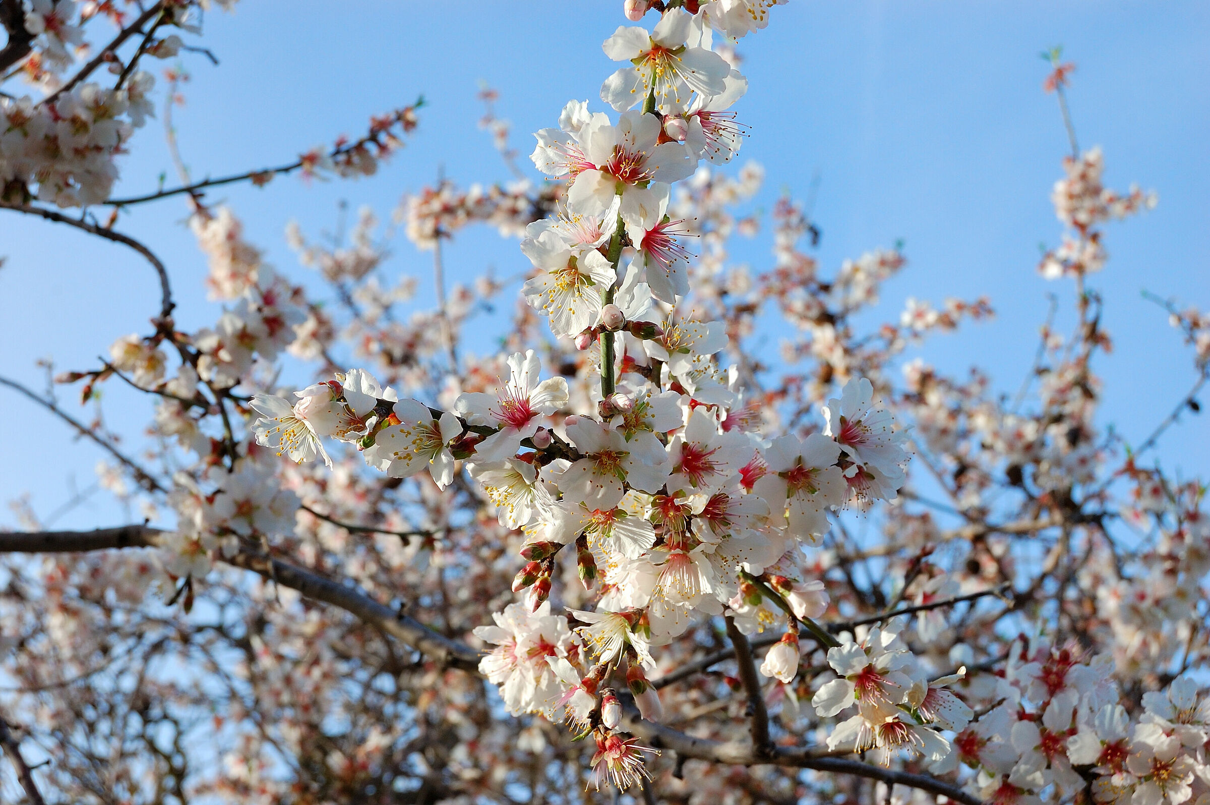 Aria di Primavera