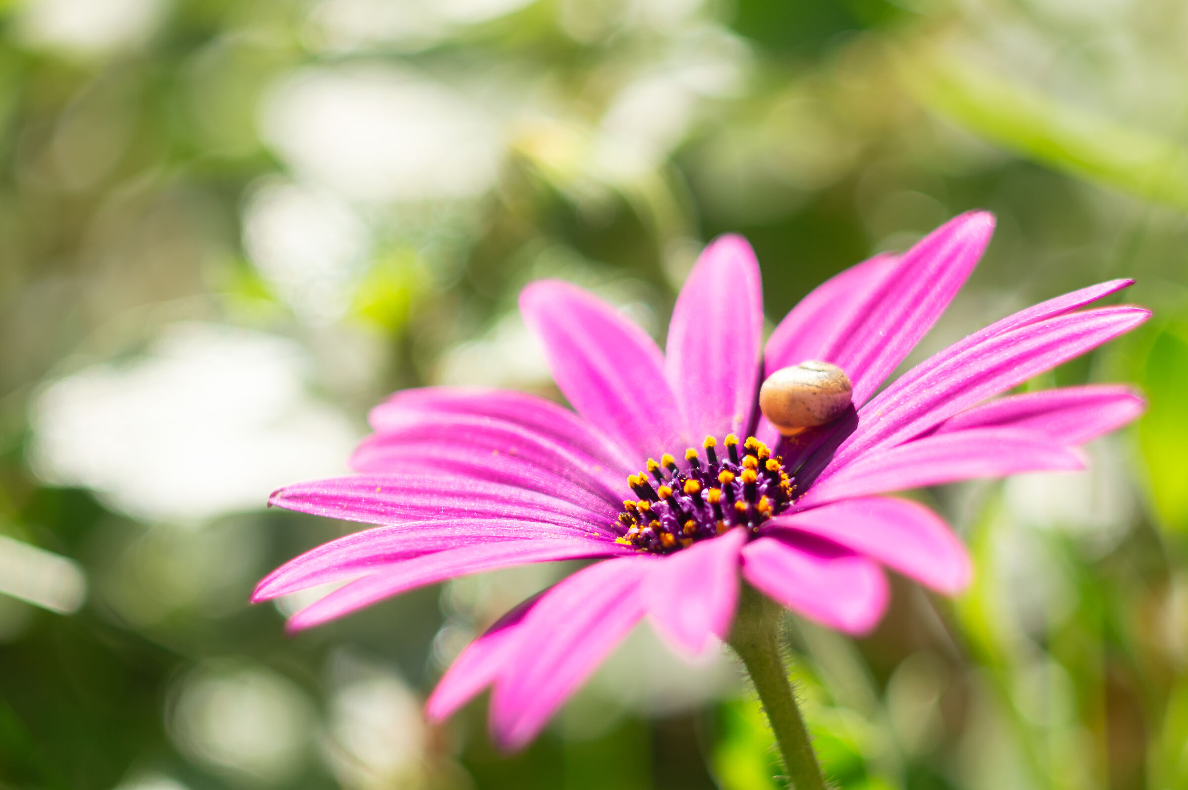 Little snail on the pink daisy