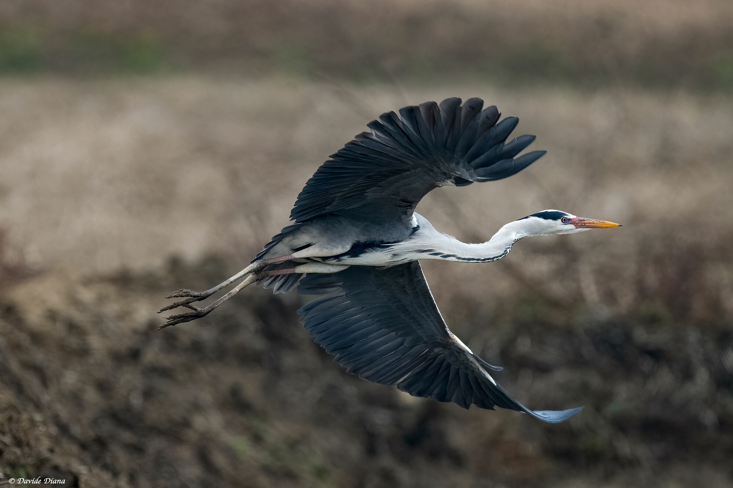 Grey Heron - Vercelli rice fields