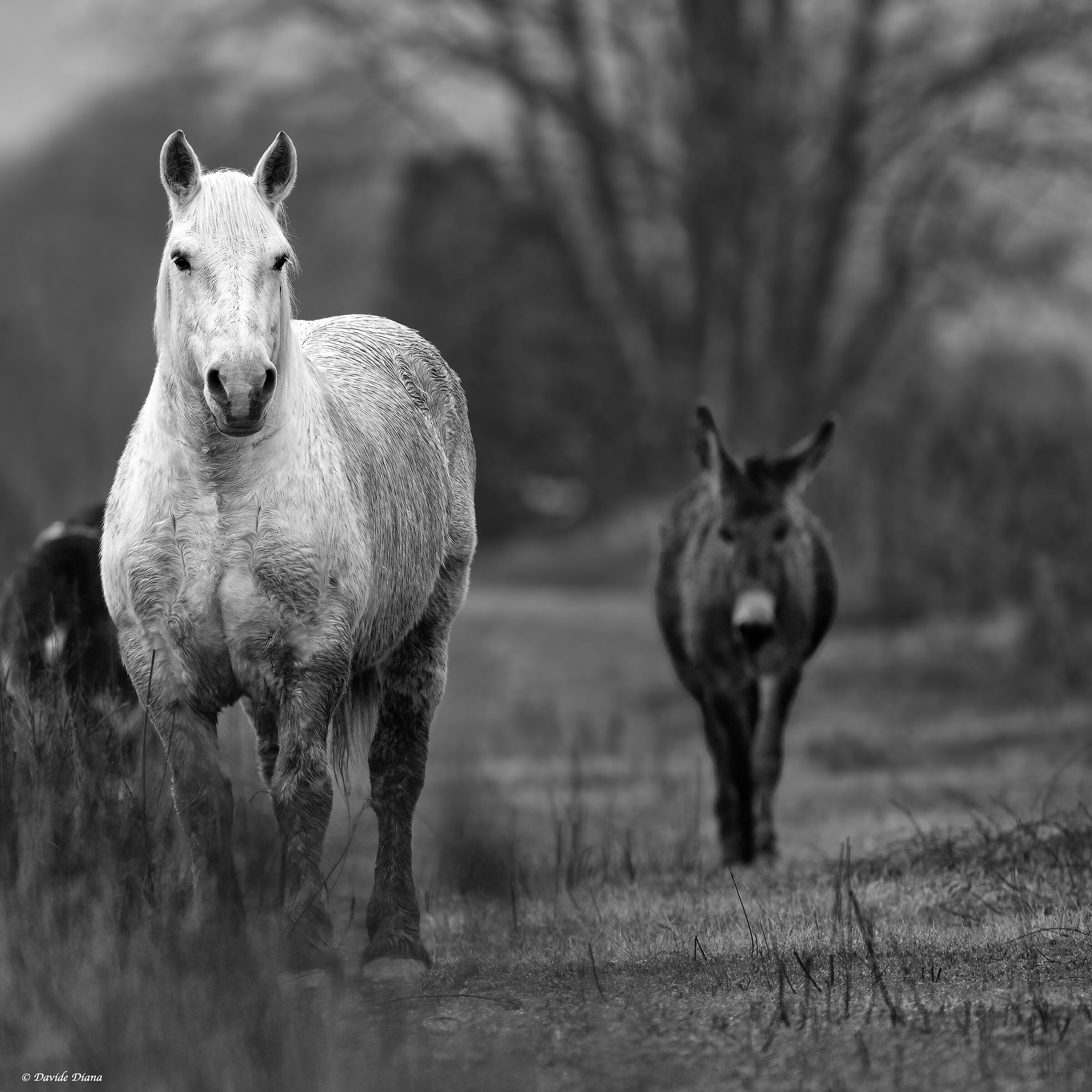 Atmosfere invernali in Risaia