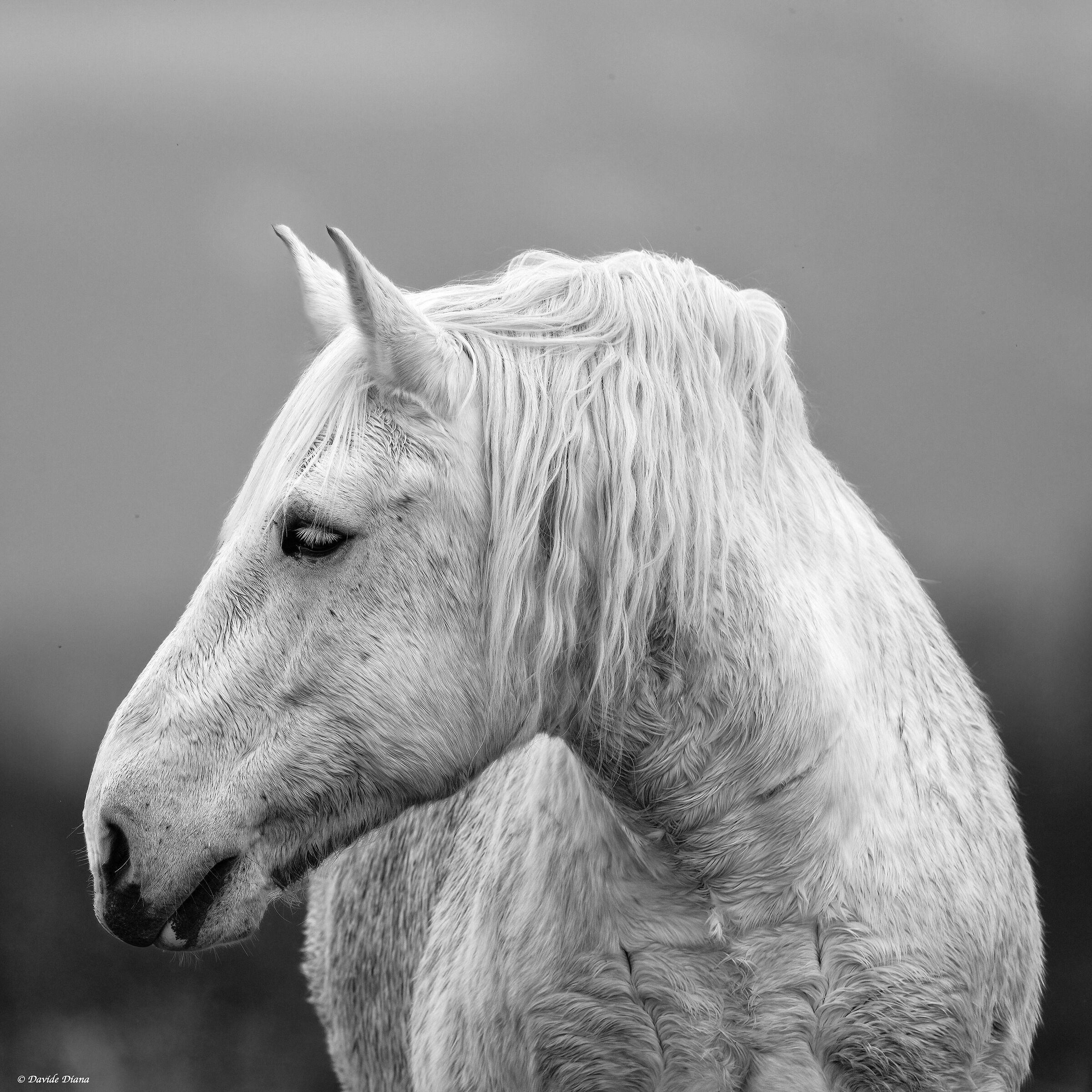 Atmosfere invernali in Risaia