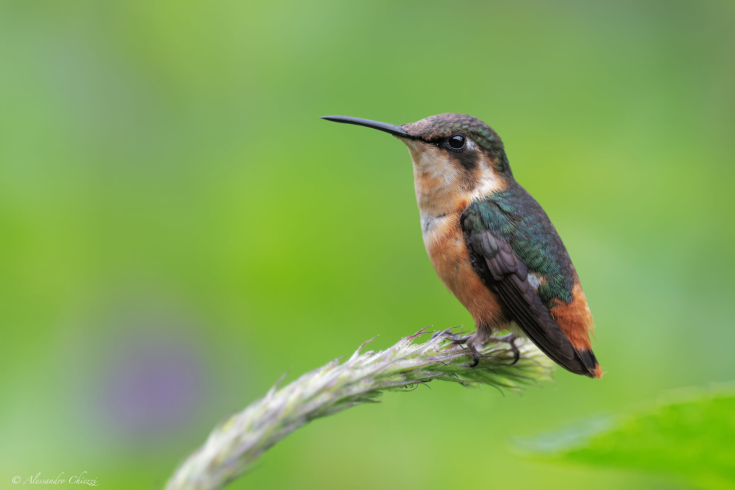 Stella dei boschi adorna