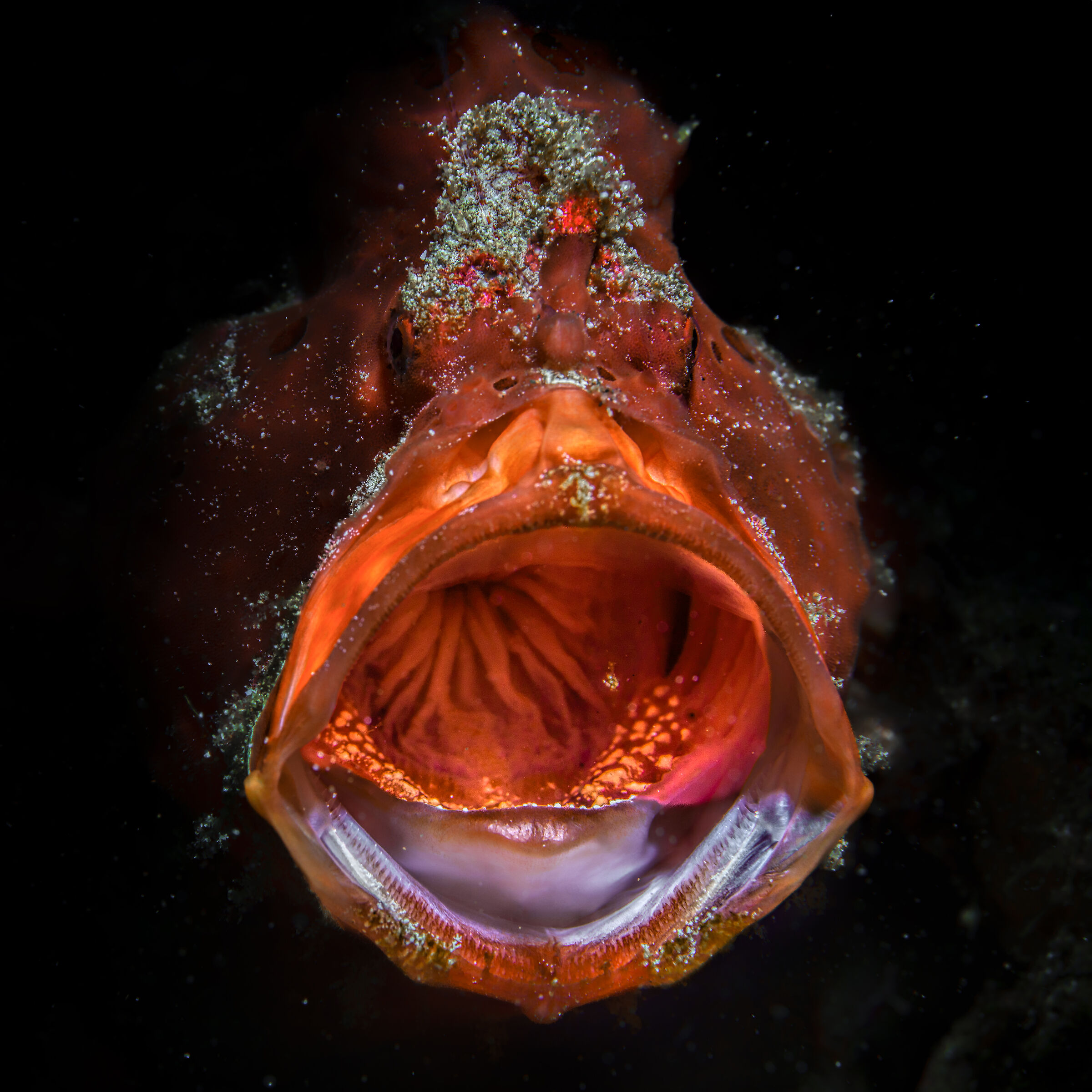 frog fish with open mouth Anilao Photo Academy