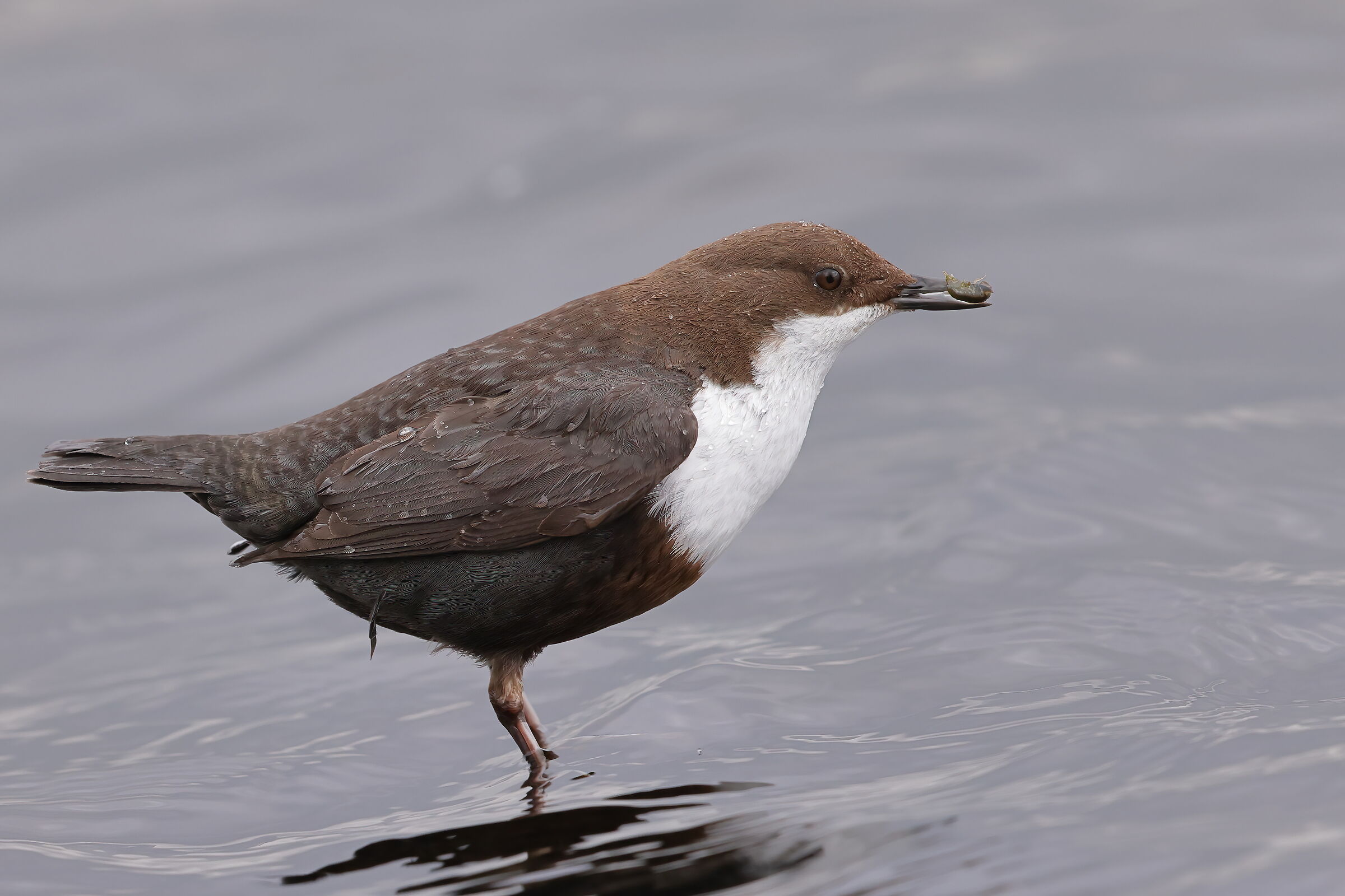 White-throated dipper