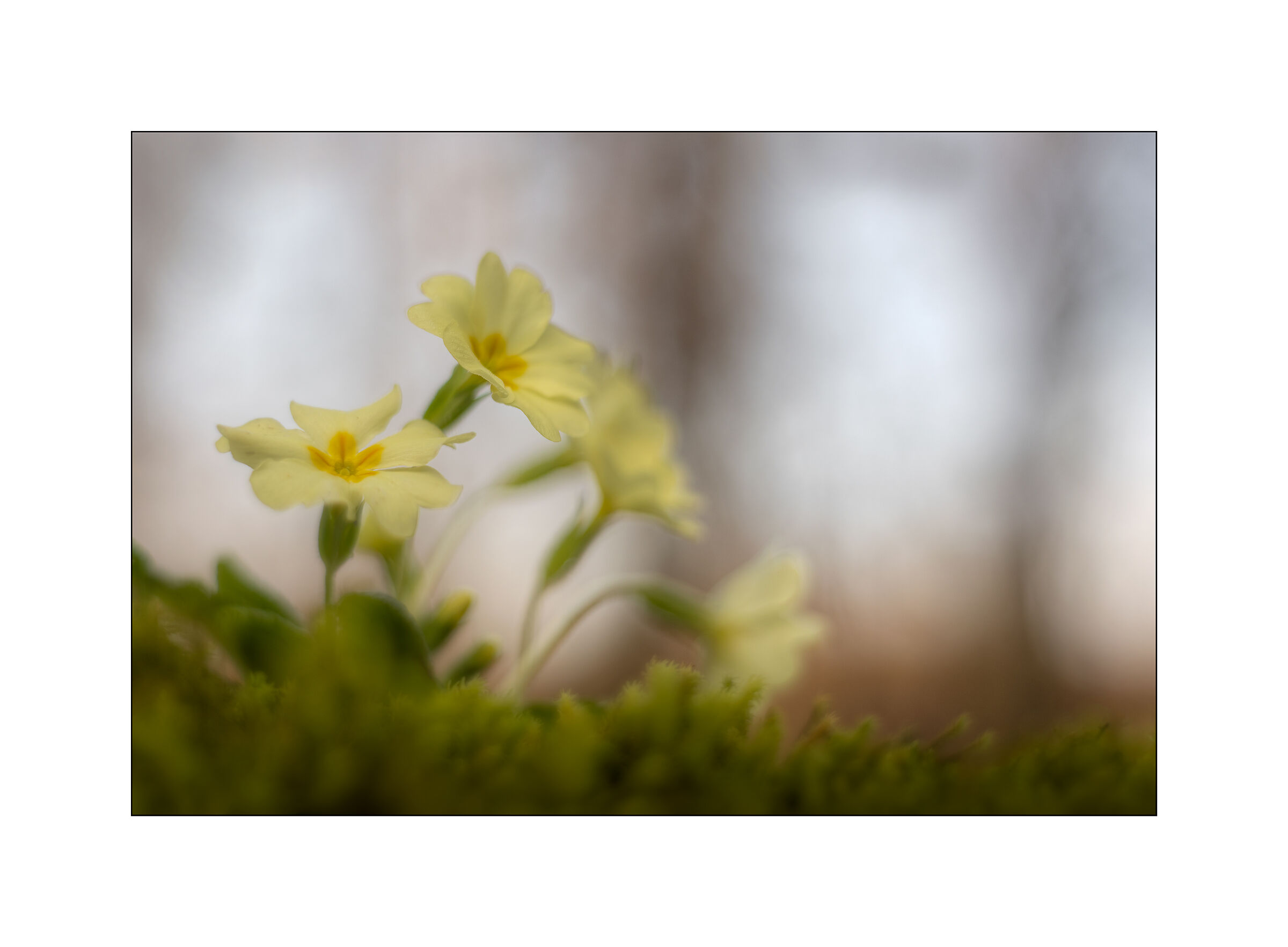 Primroses