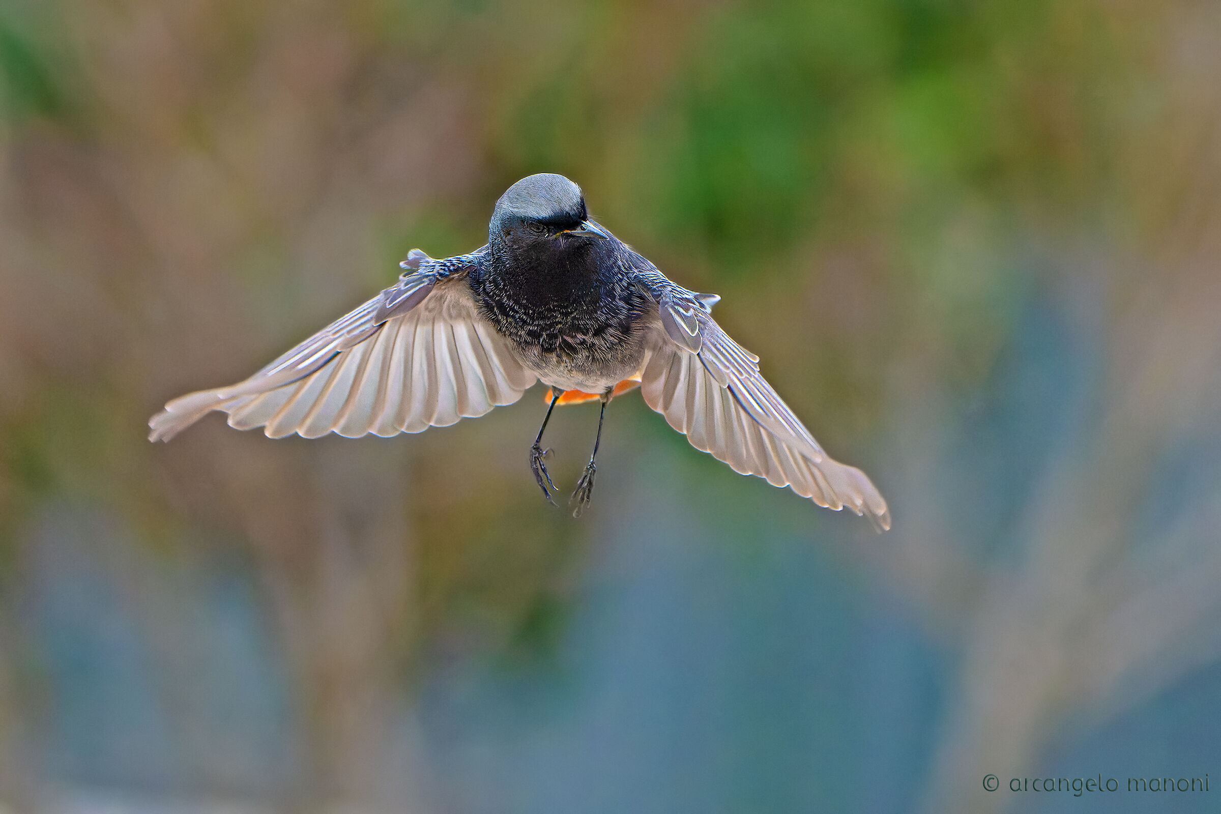 Codirosso in frenata