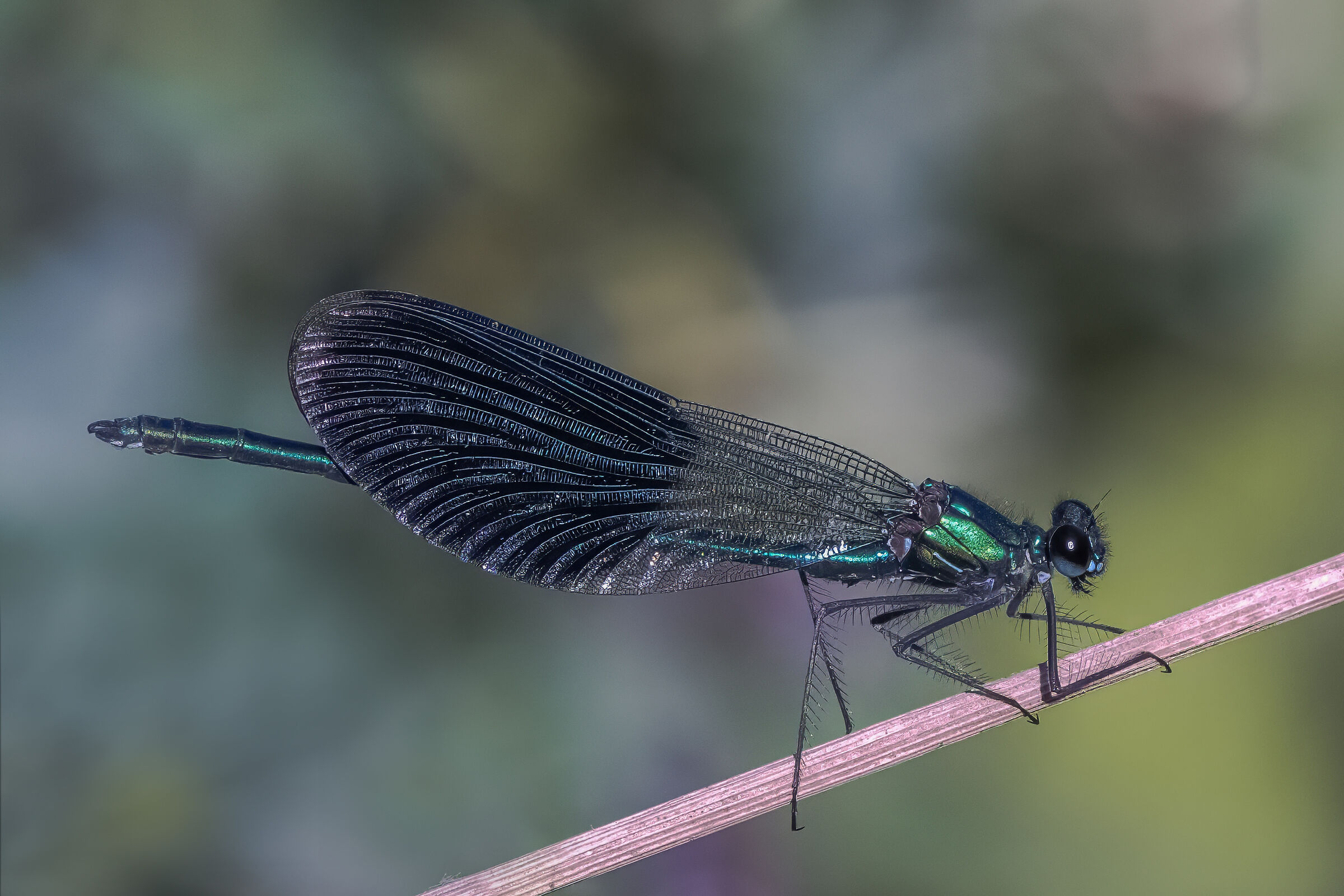 Calopteryx splendens