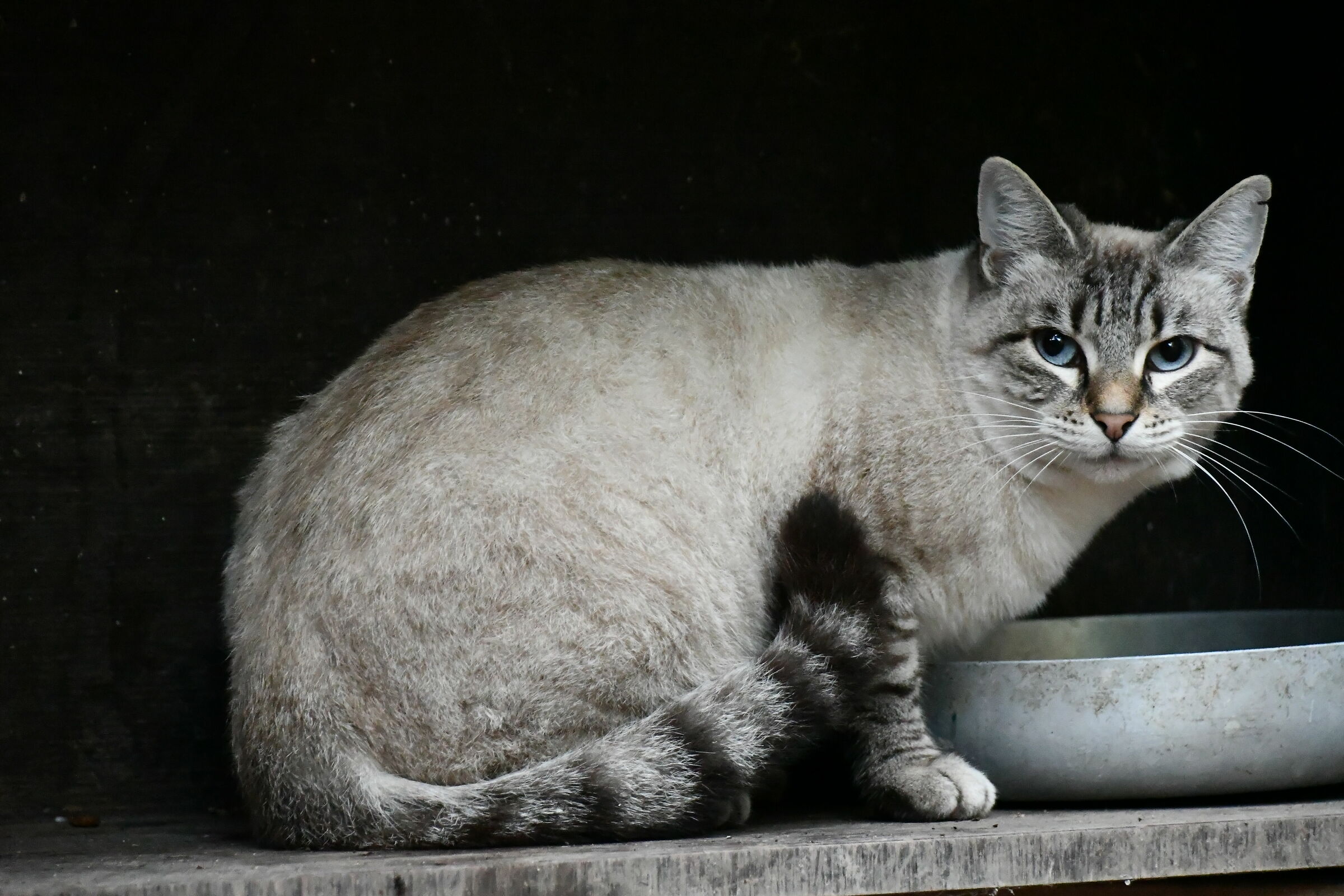 Luminosa con ciotola su sfondo nero