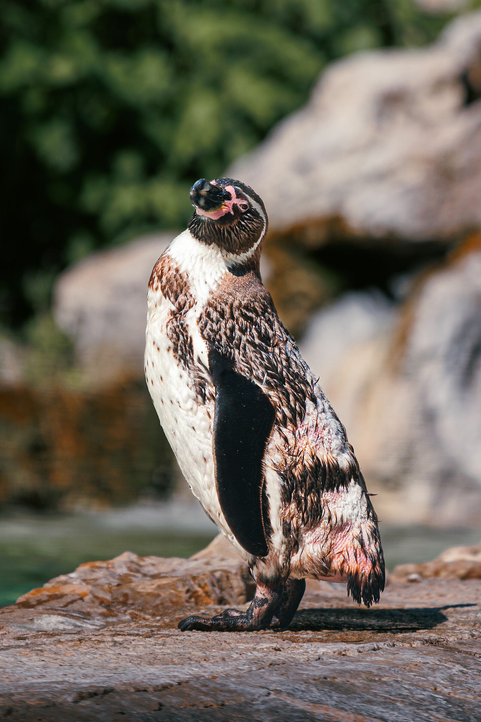 Pinguino di Humboldt