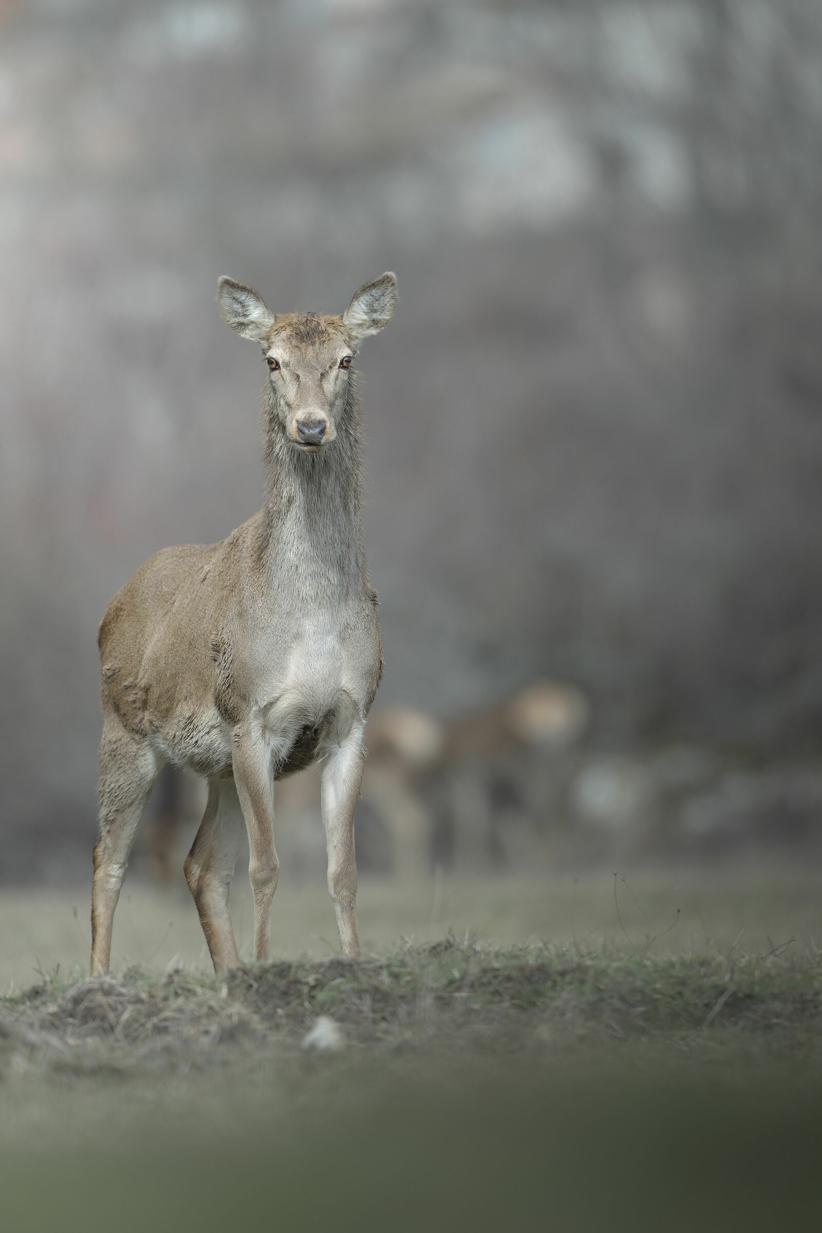 Deer of Abruzzo