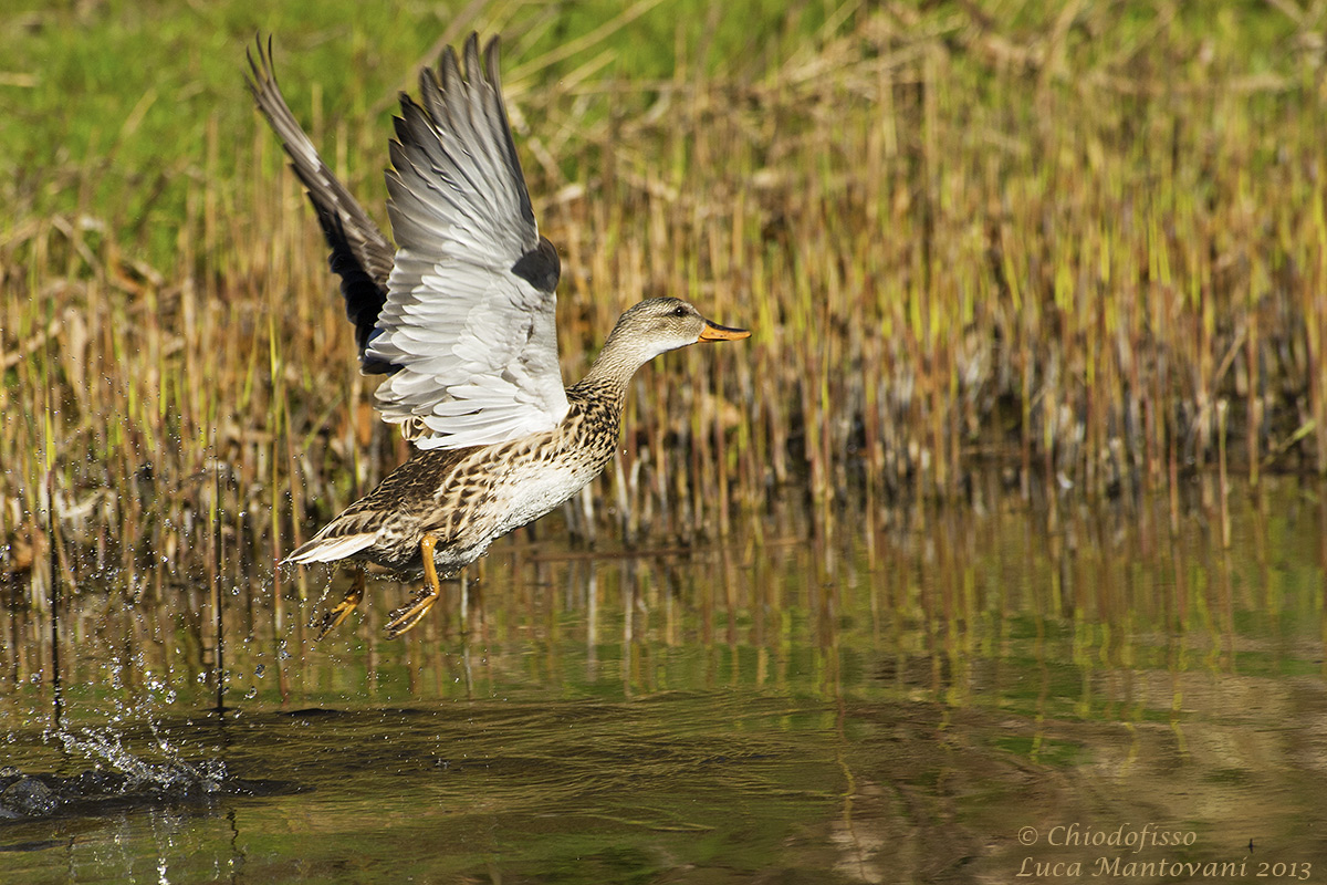Canapiglia allo stacco