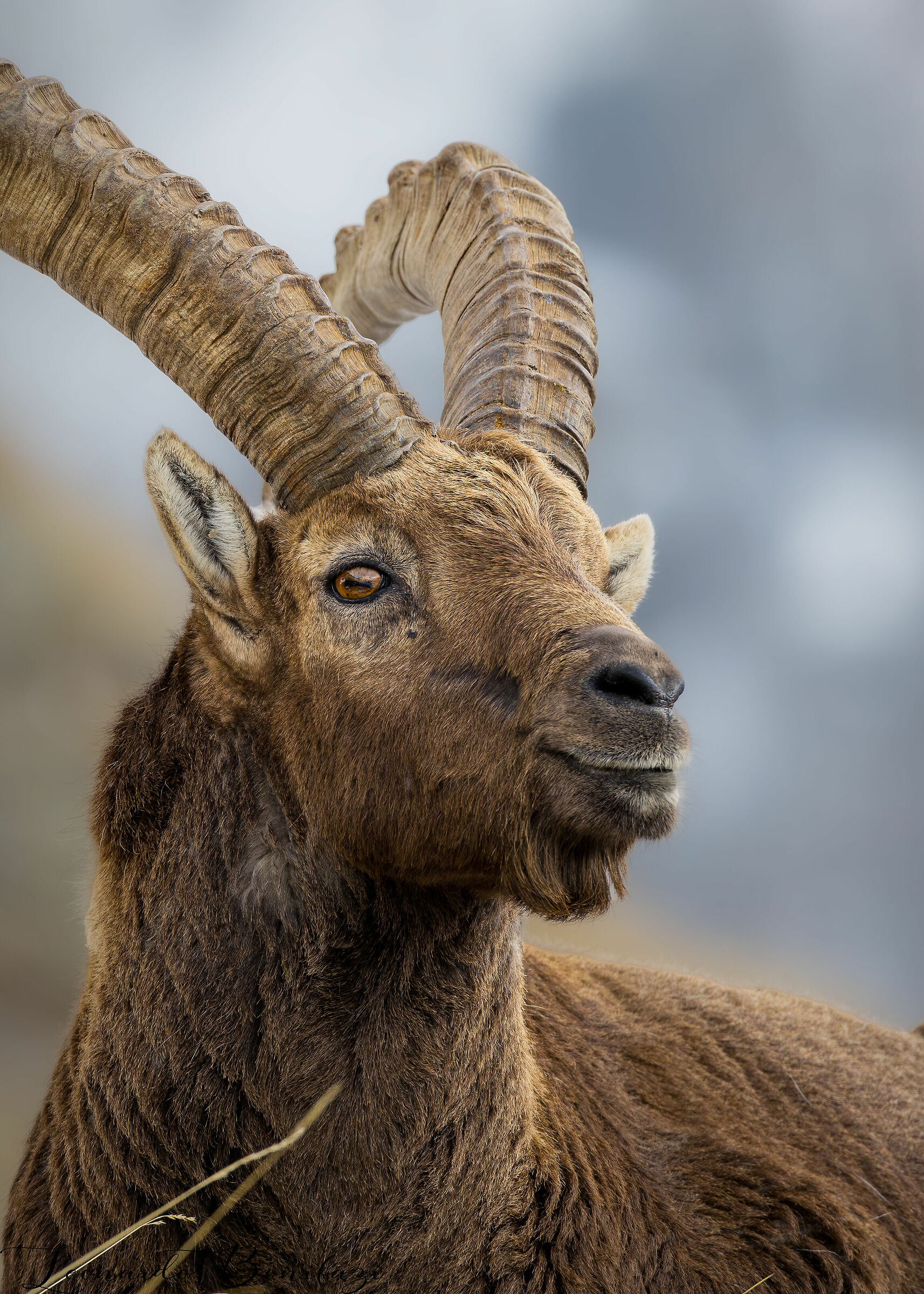 Scaldandosi con gli ultimi raggi di sole