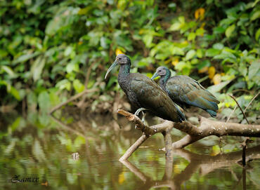 Mesembrinibis cayennensis