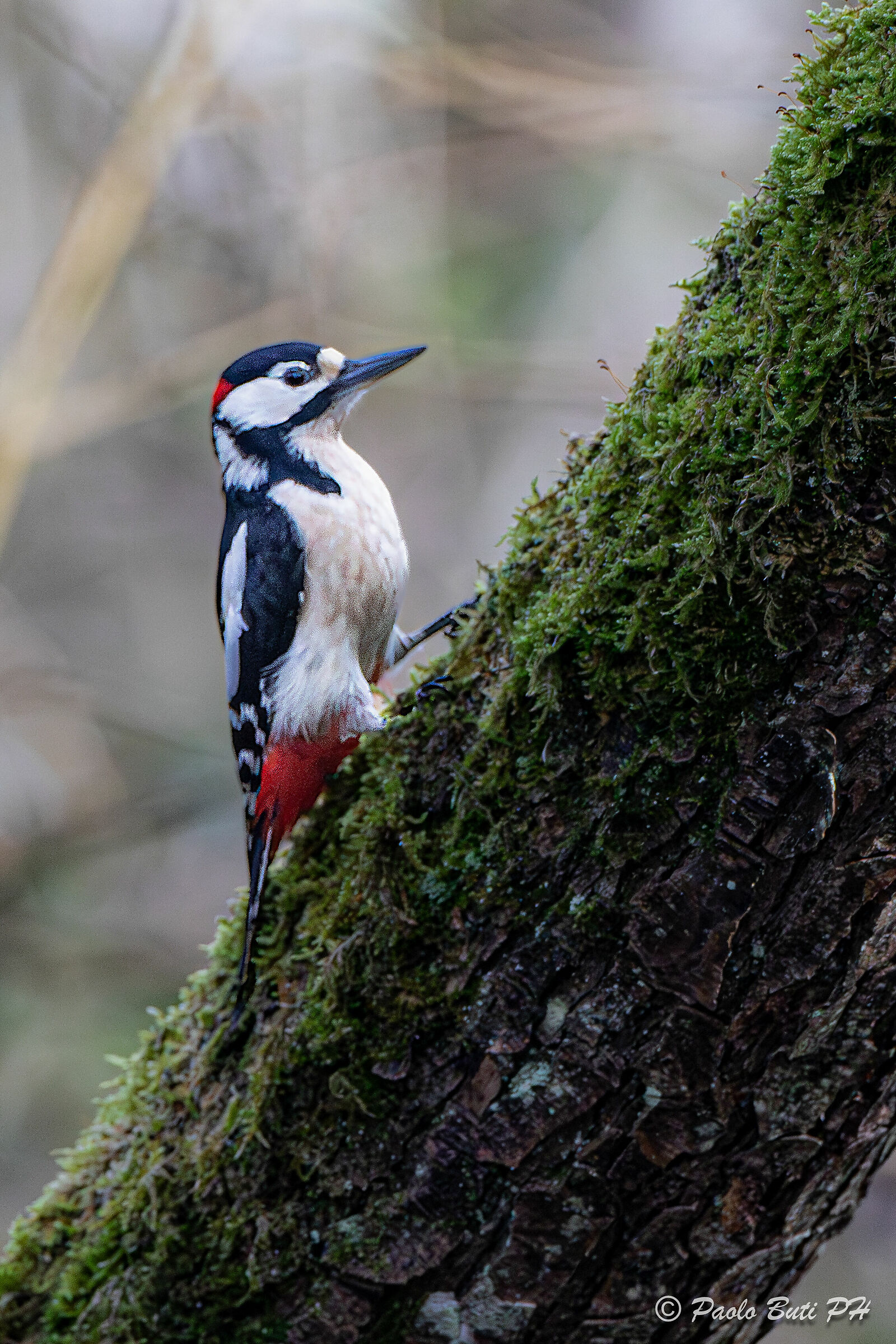 Great spotted woodpecker