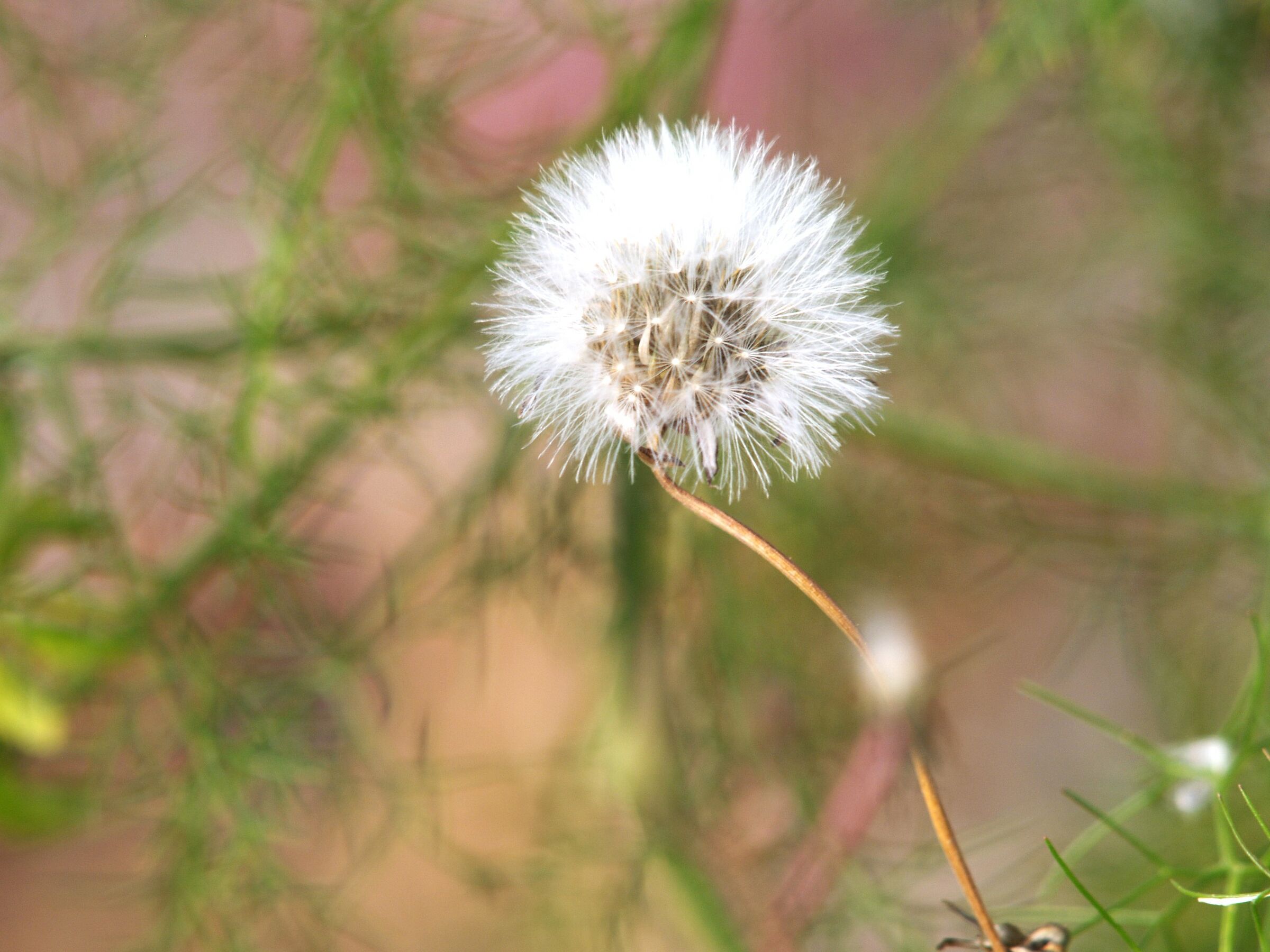 Dandelion