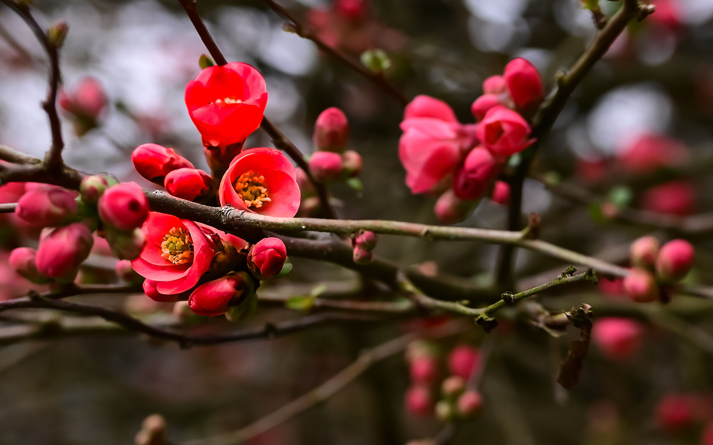 Chaenomeles Japonica