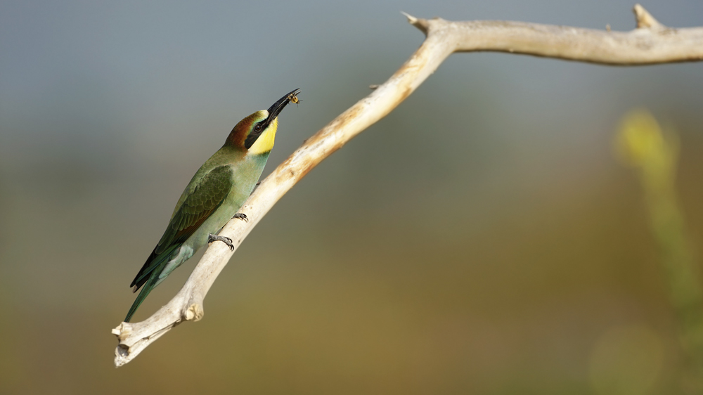 Bee-eater