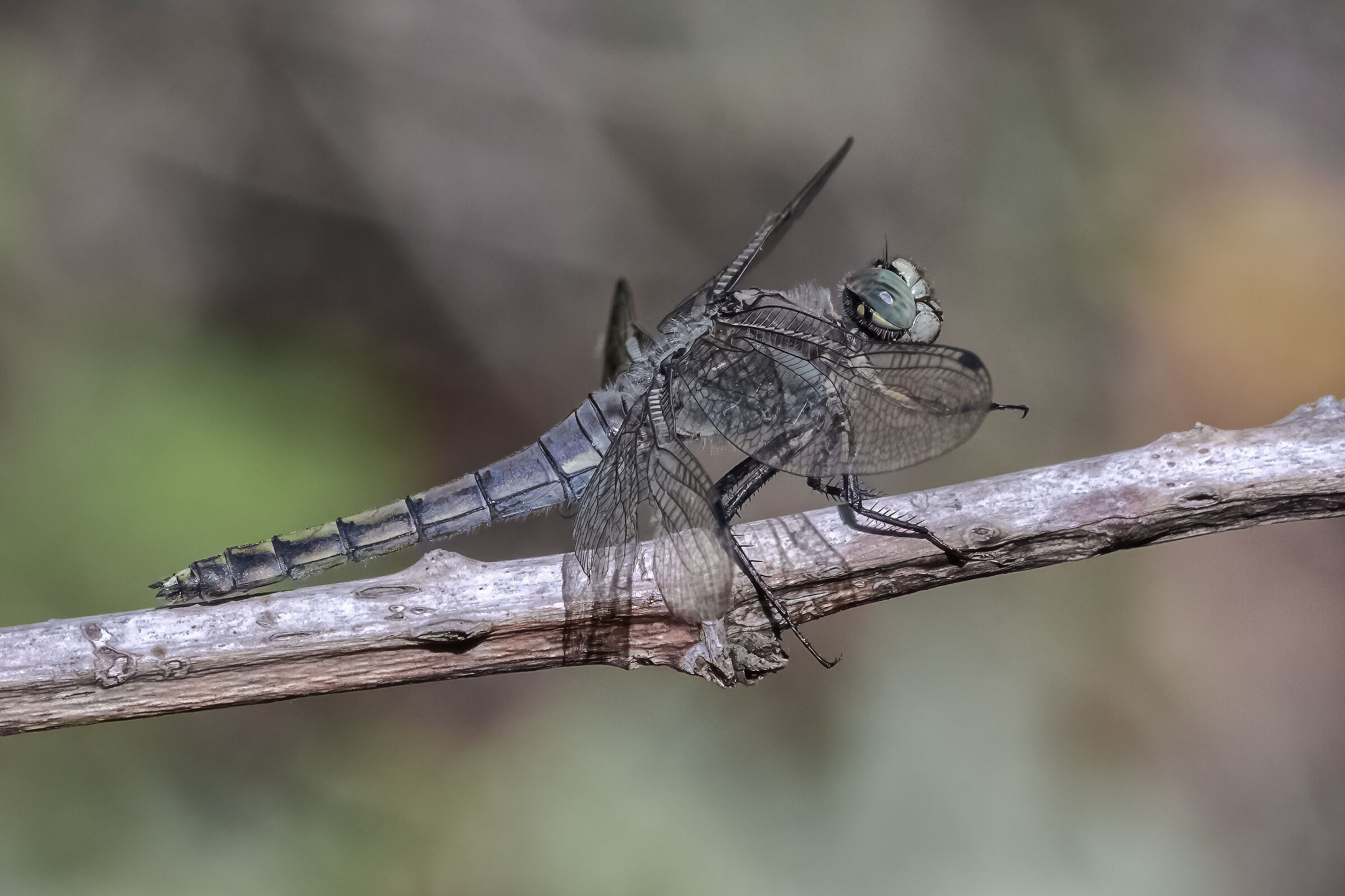 Brunneum di Orthetrum