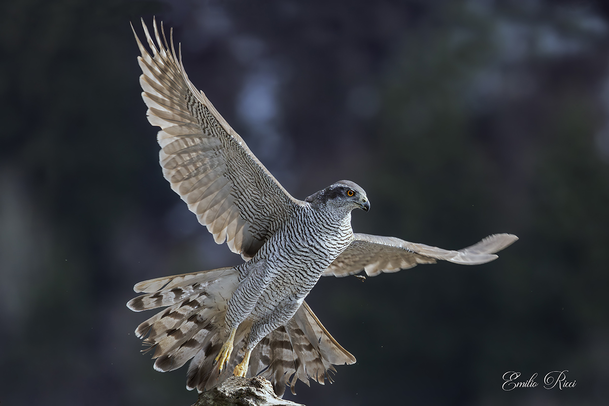 Goshawk