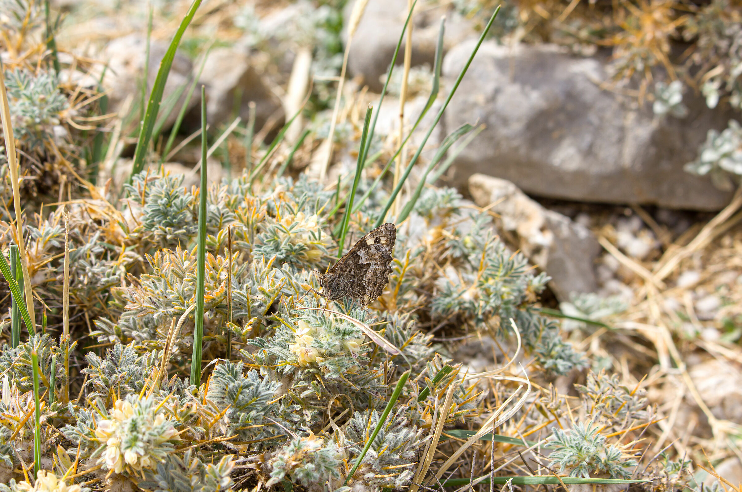 Perfectly camouflaged
