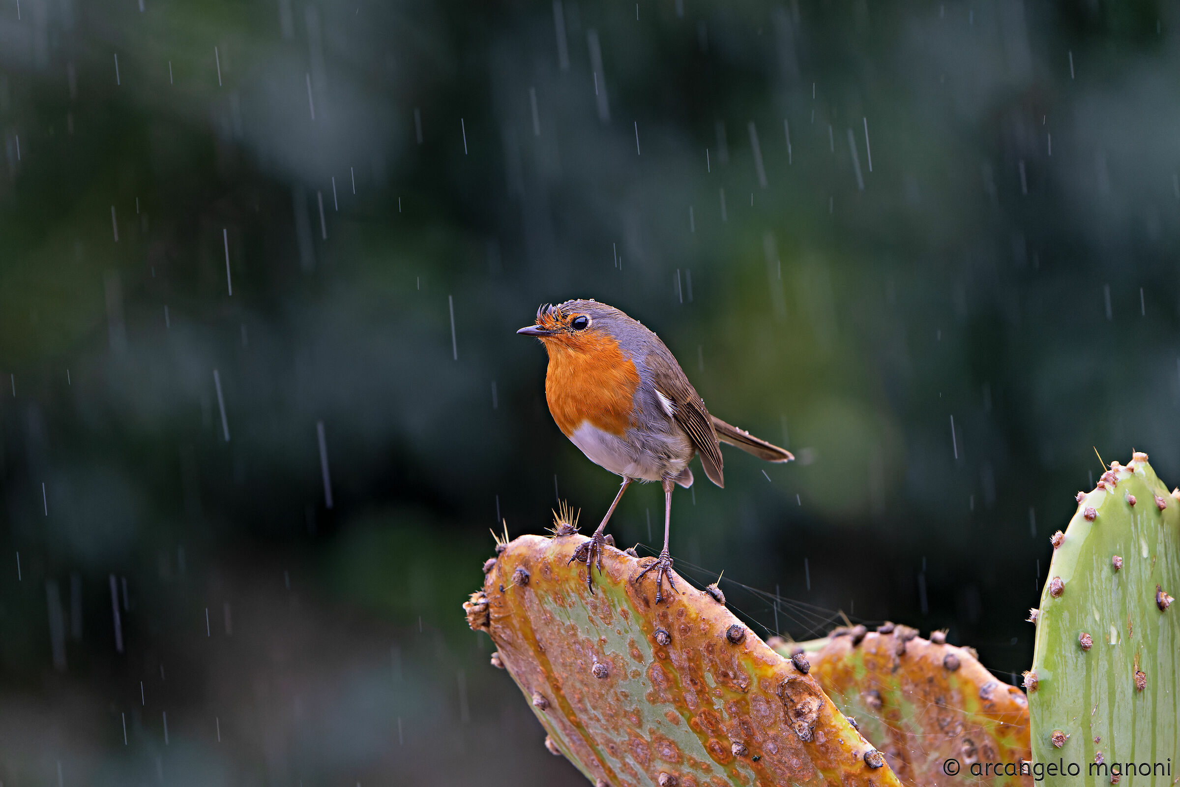 The rain, the robin and the prickly pear