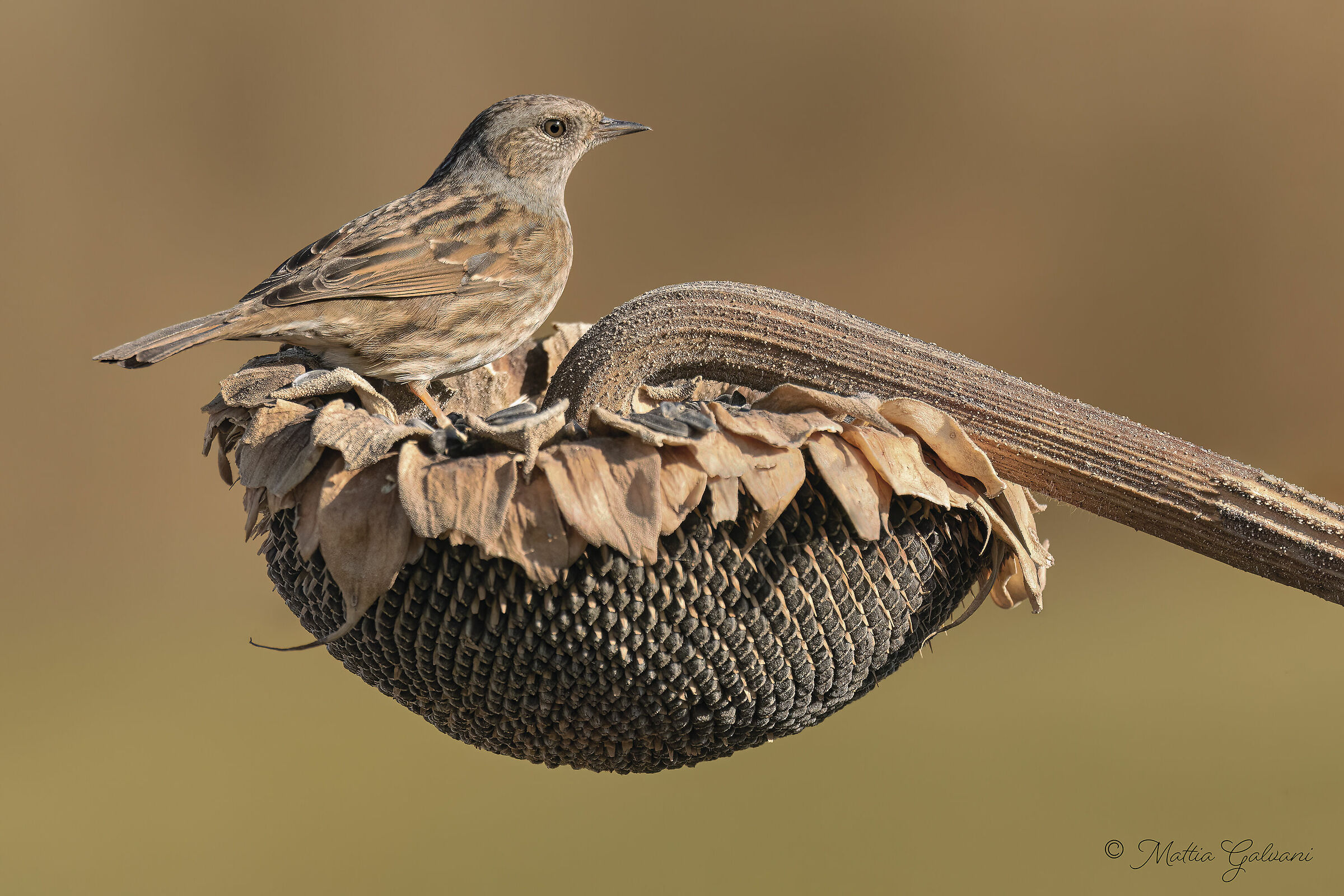 Sparrow on Sunflower
