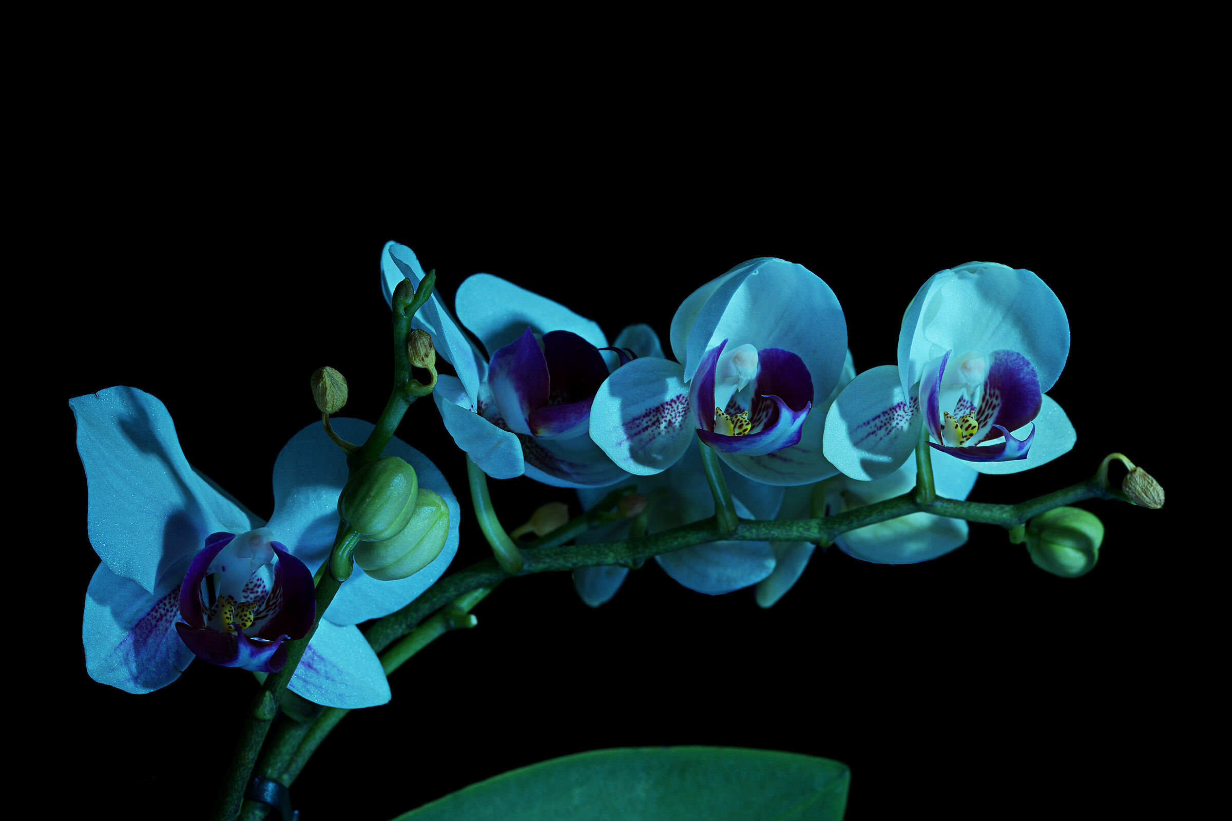 Mothelopside (variant)...