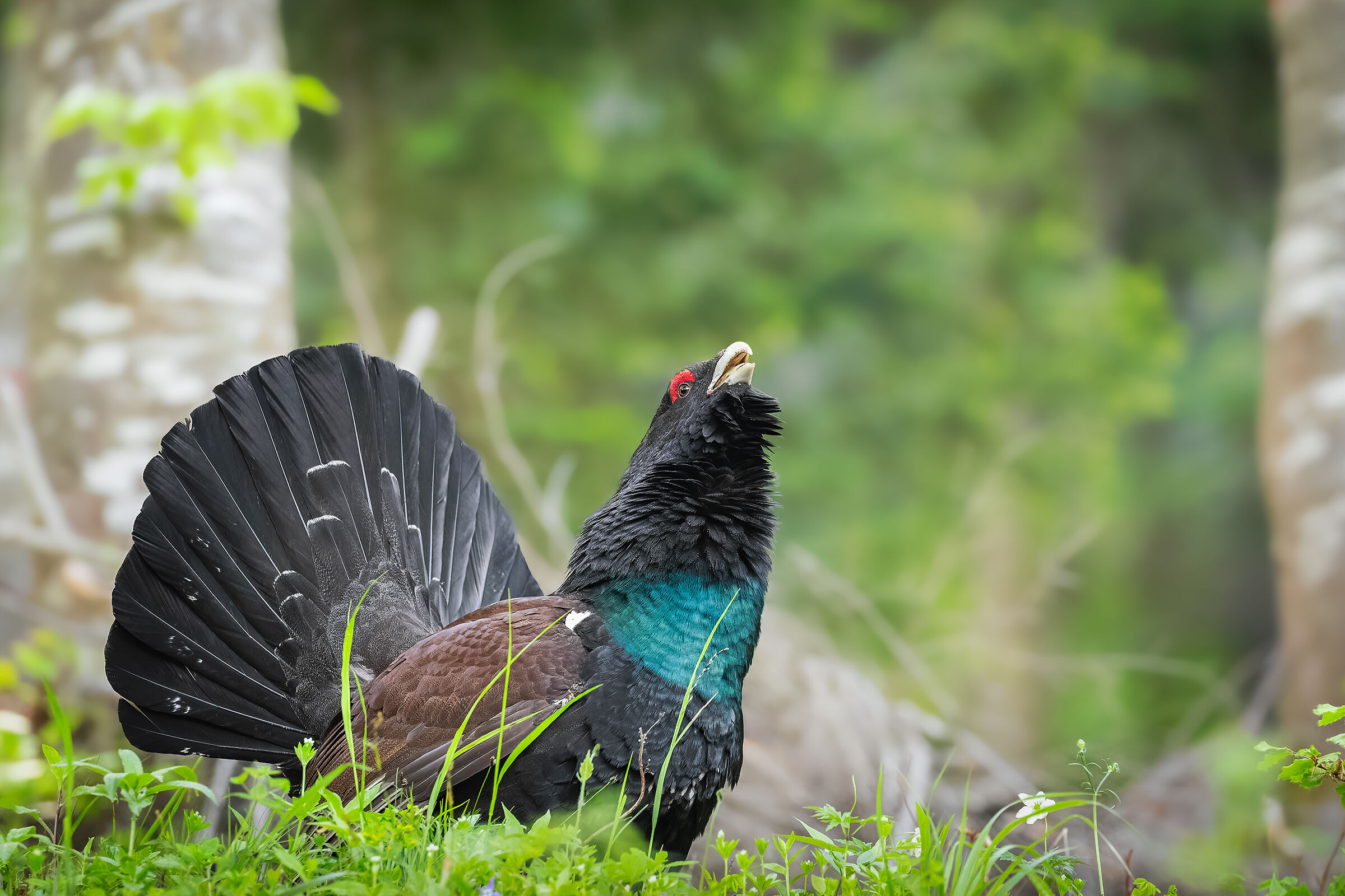 The king of the forest