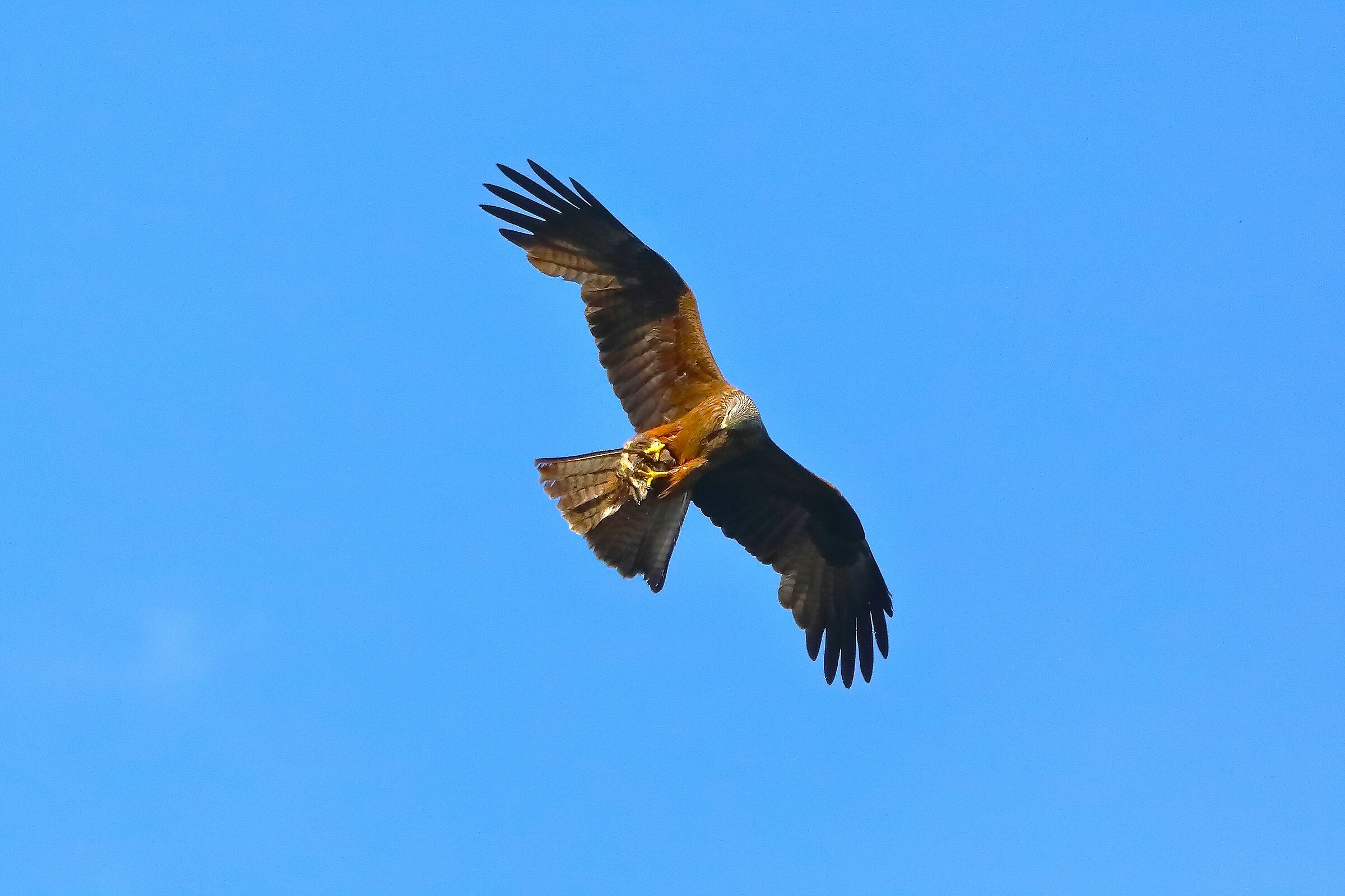 Black Kite 06 June 2023