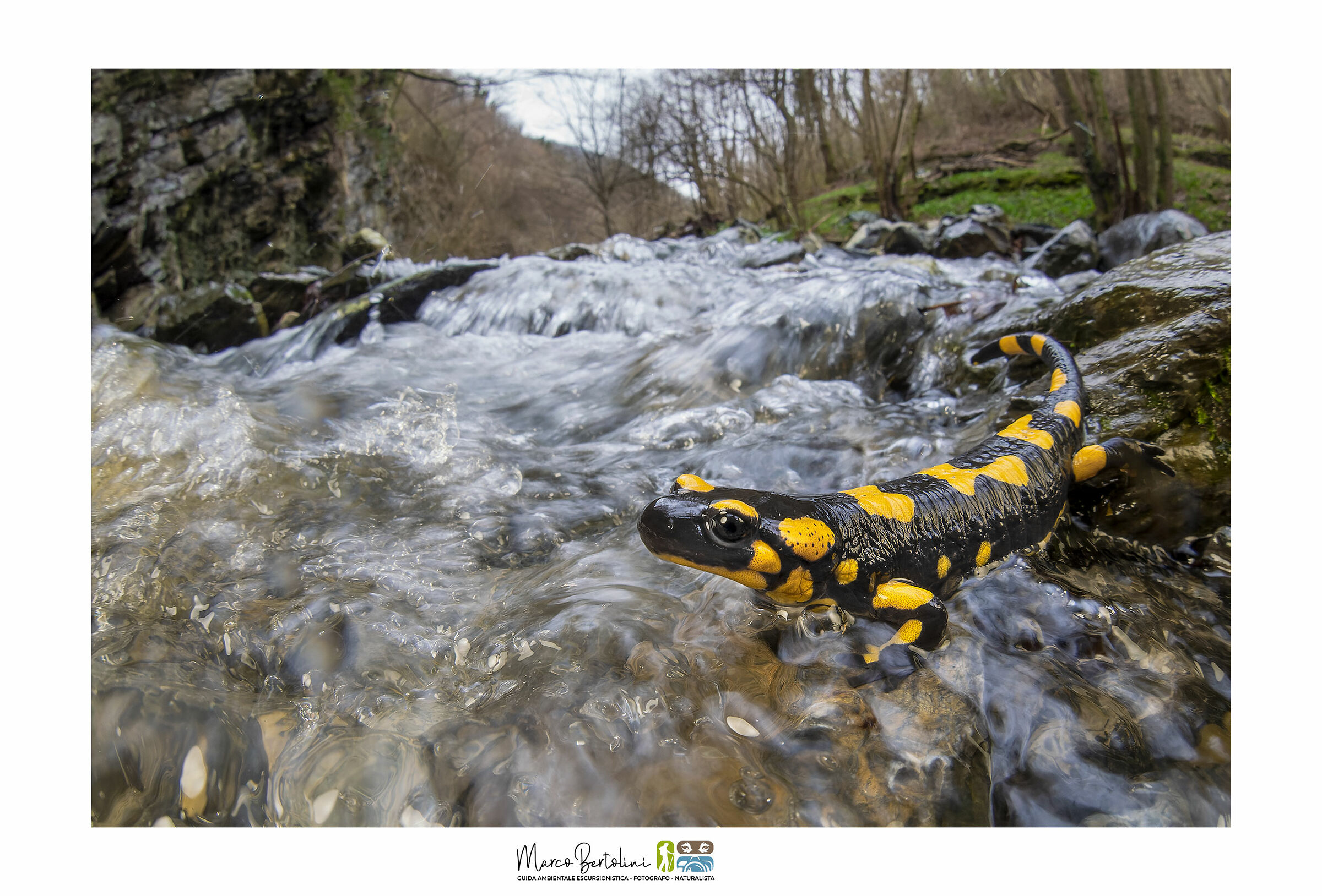 The Awakening of the Amphibians