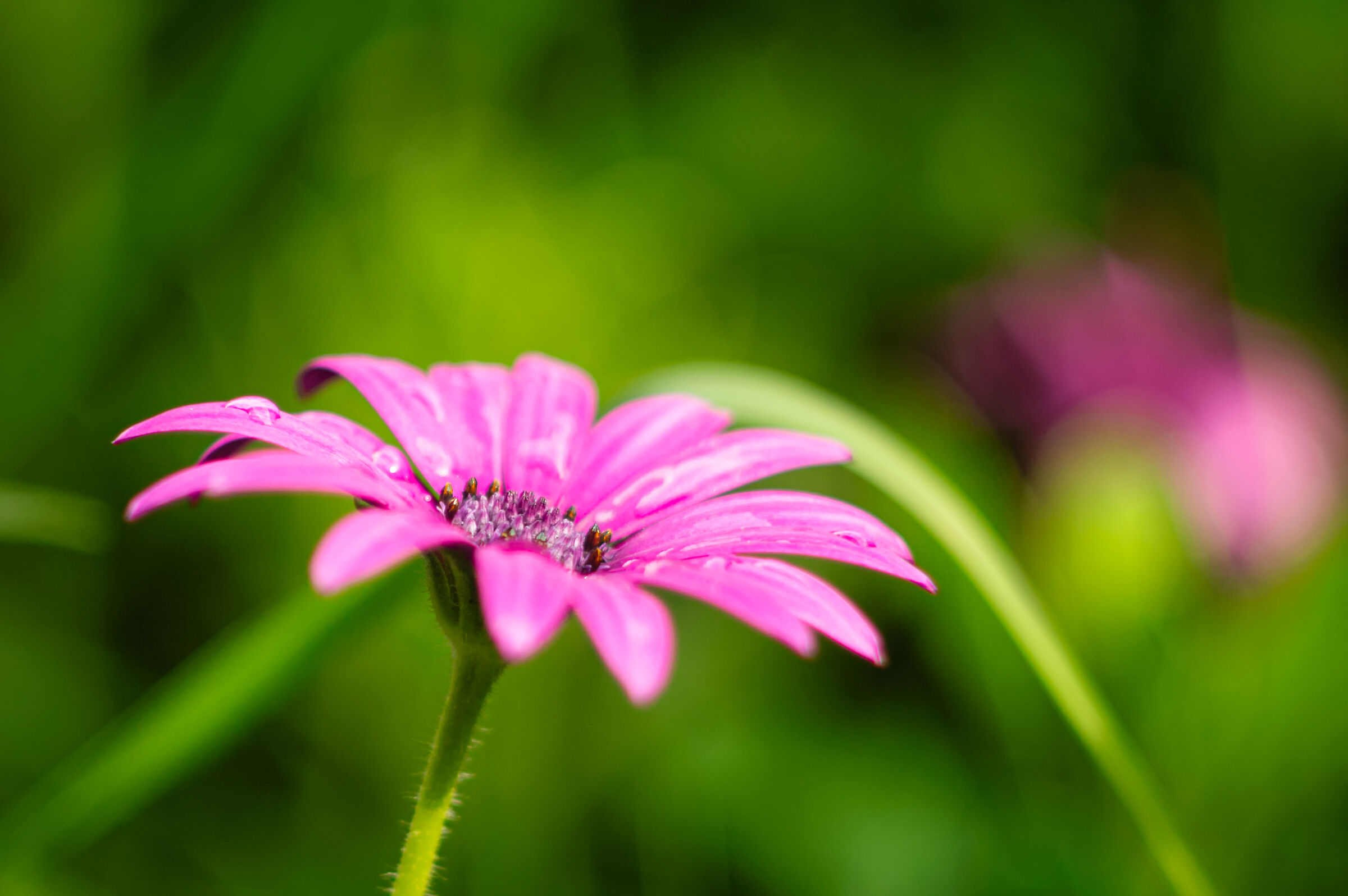 Pink daisy