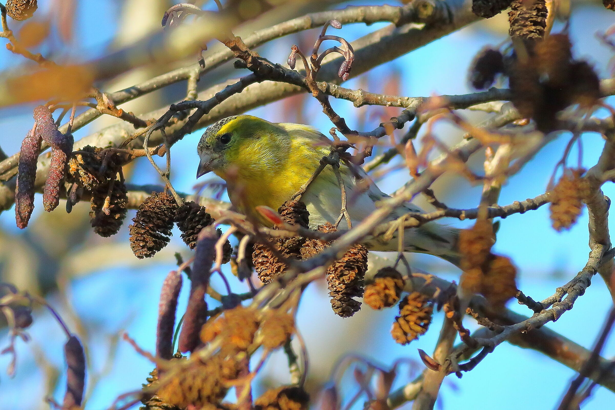 Lucherino 19-12-2023