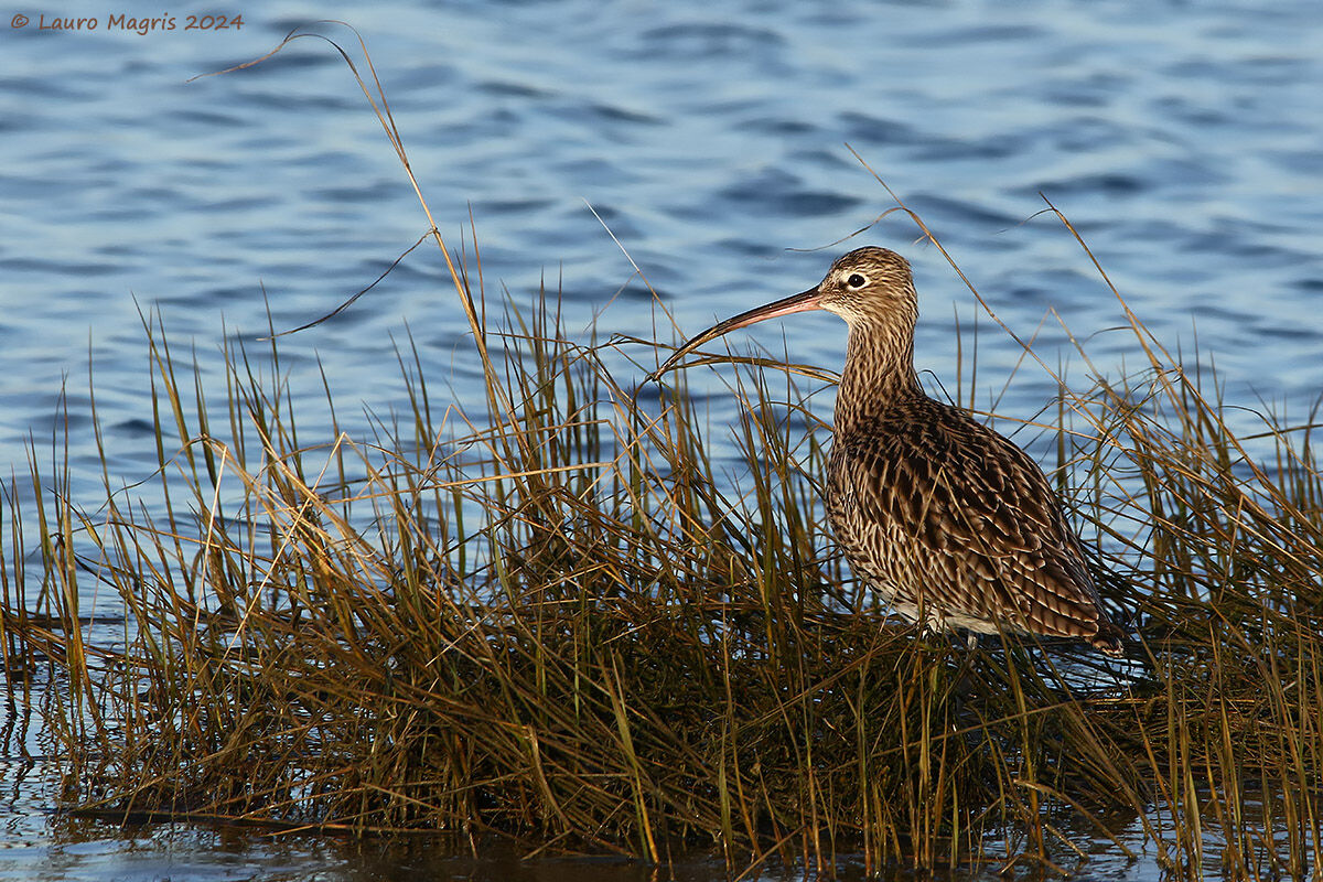 Curlew