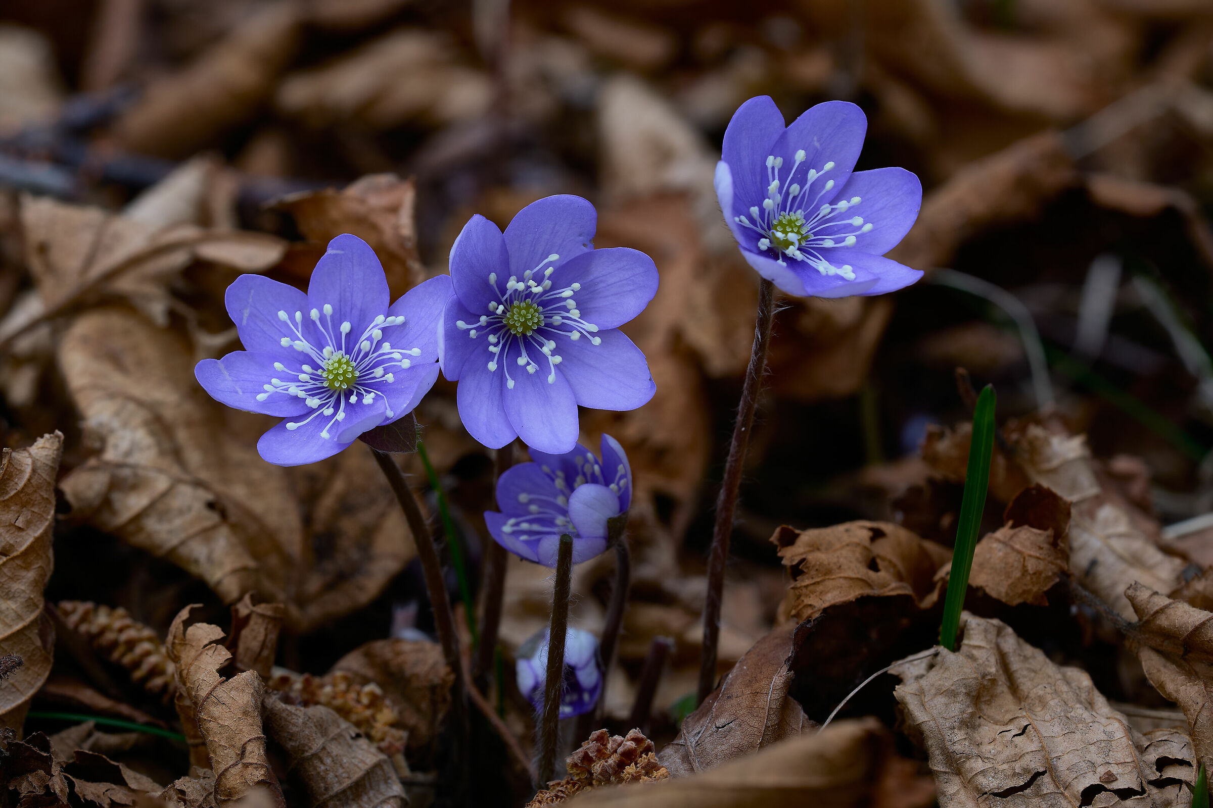 Hepatica nobilis