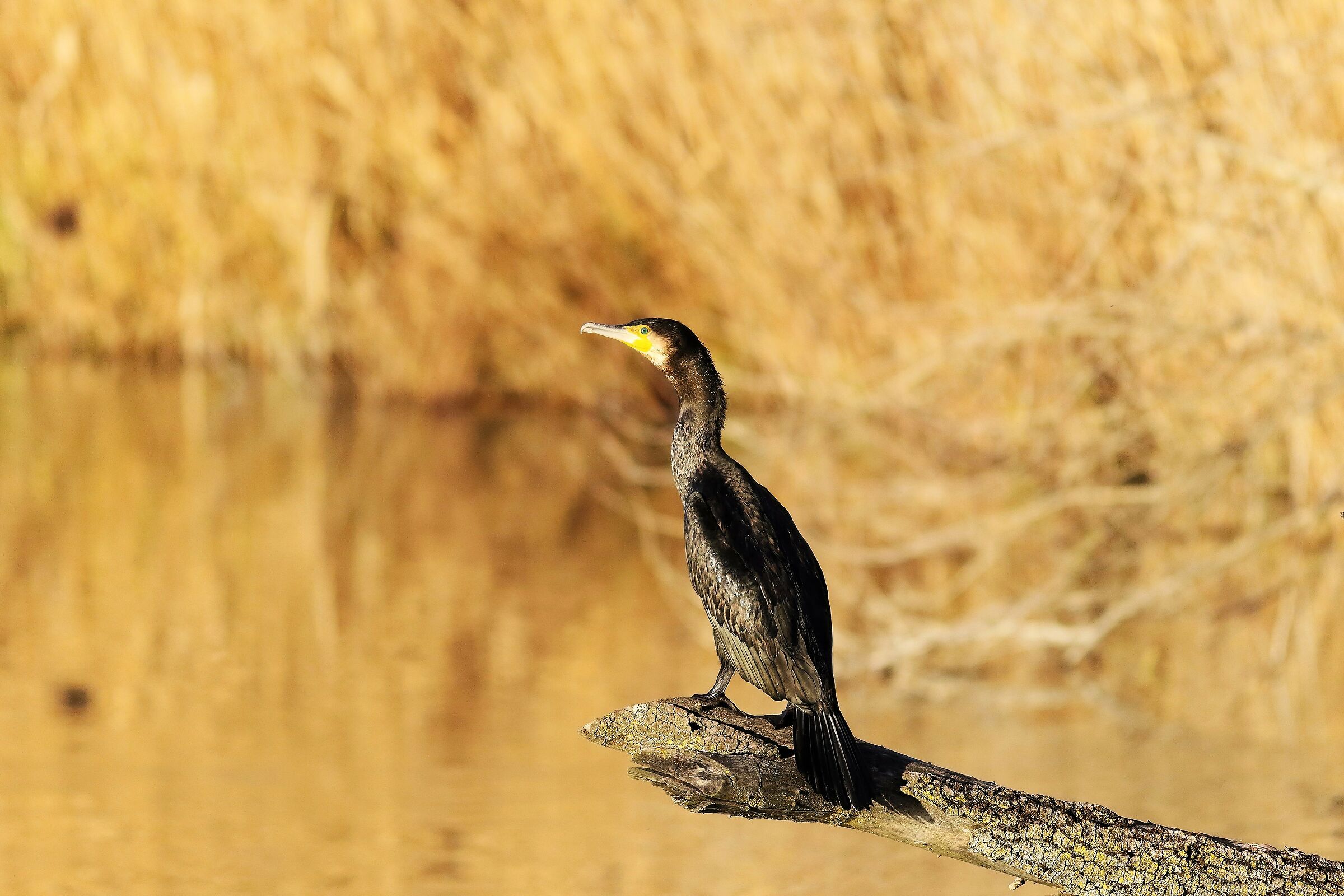 Cormorant 19-12-2023