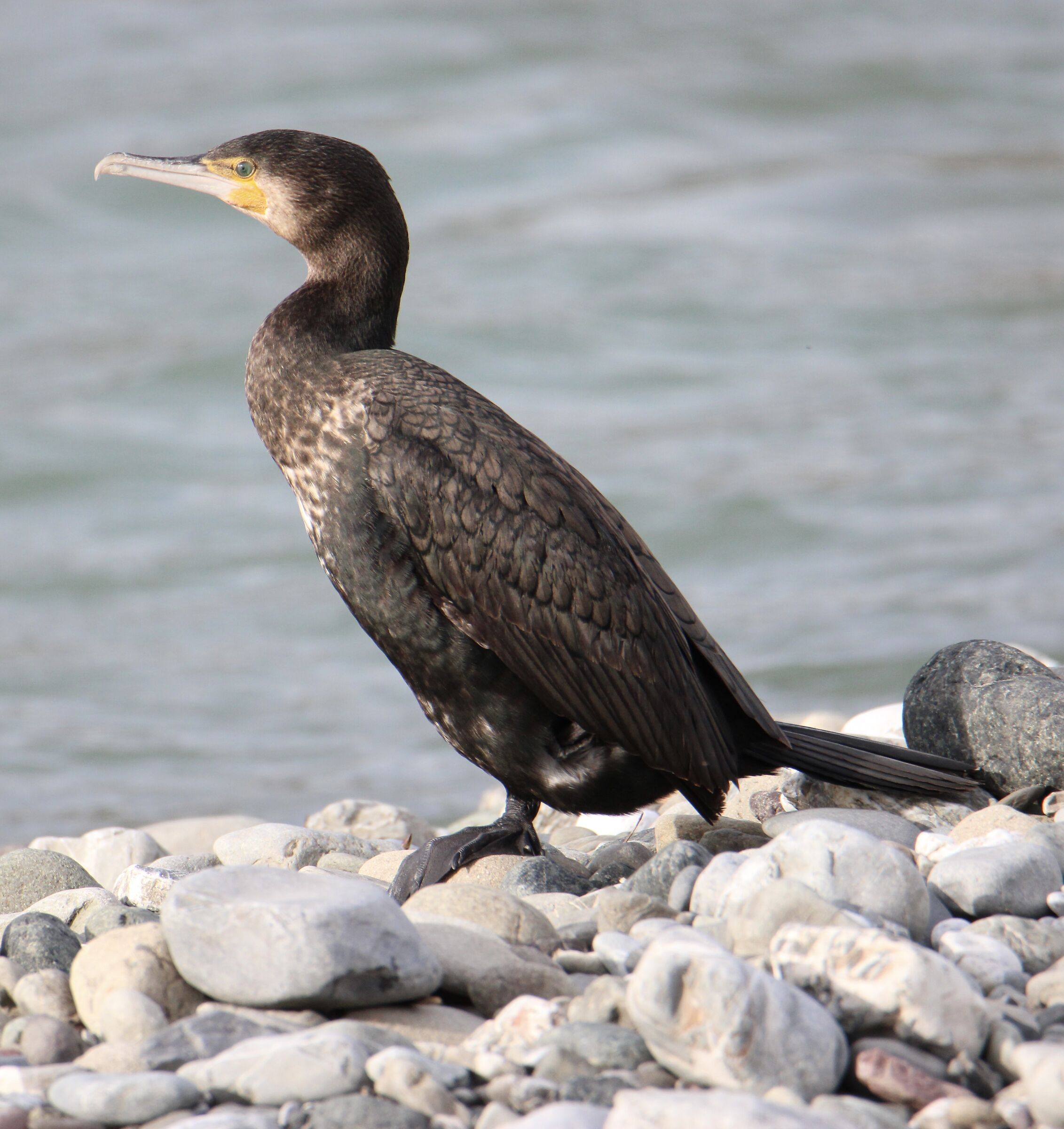 Cormorano (Phalacrocorax Carbo)