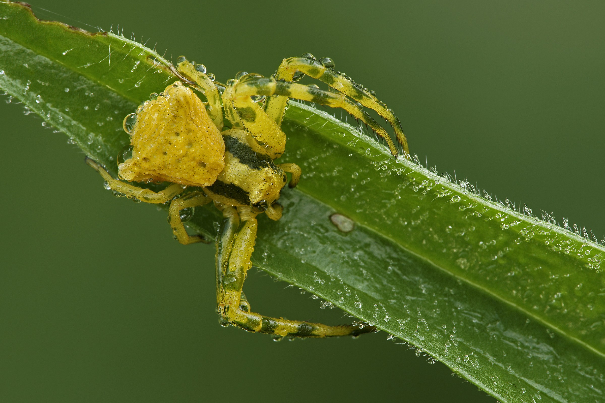 Thomisidae