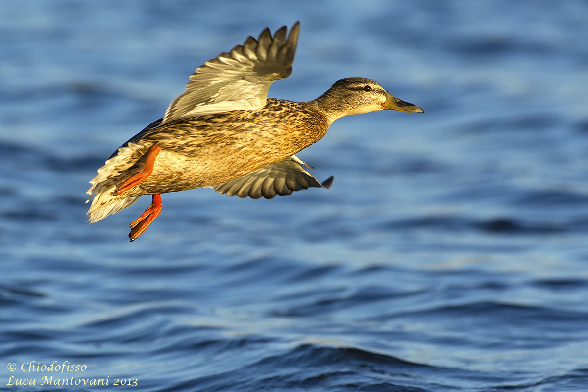 Germana in ammaraggio
