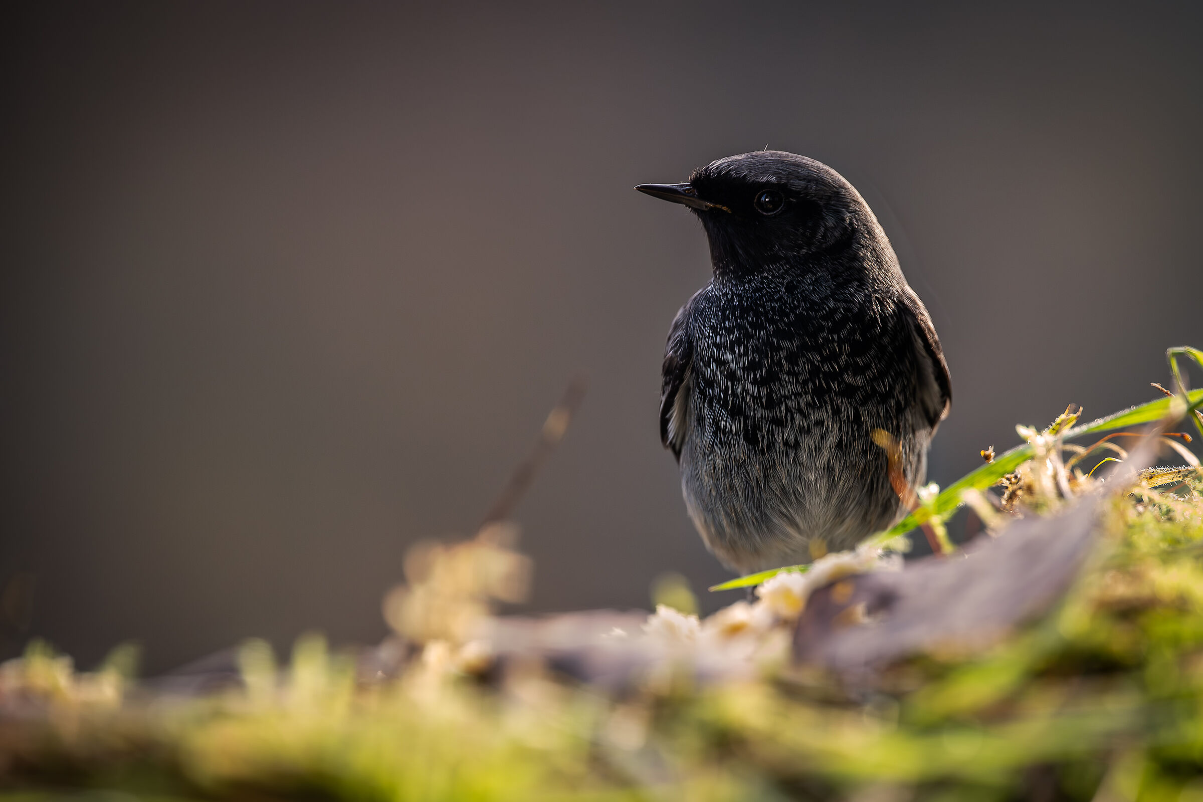 Codirosso spazzacamino