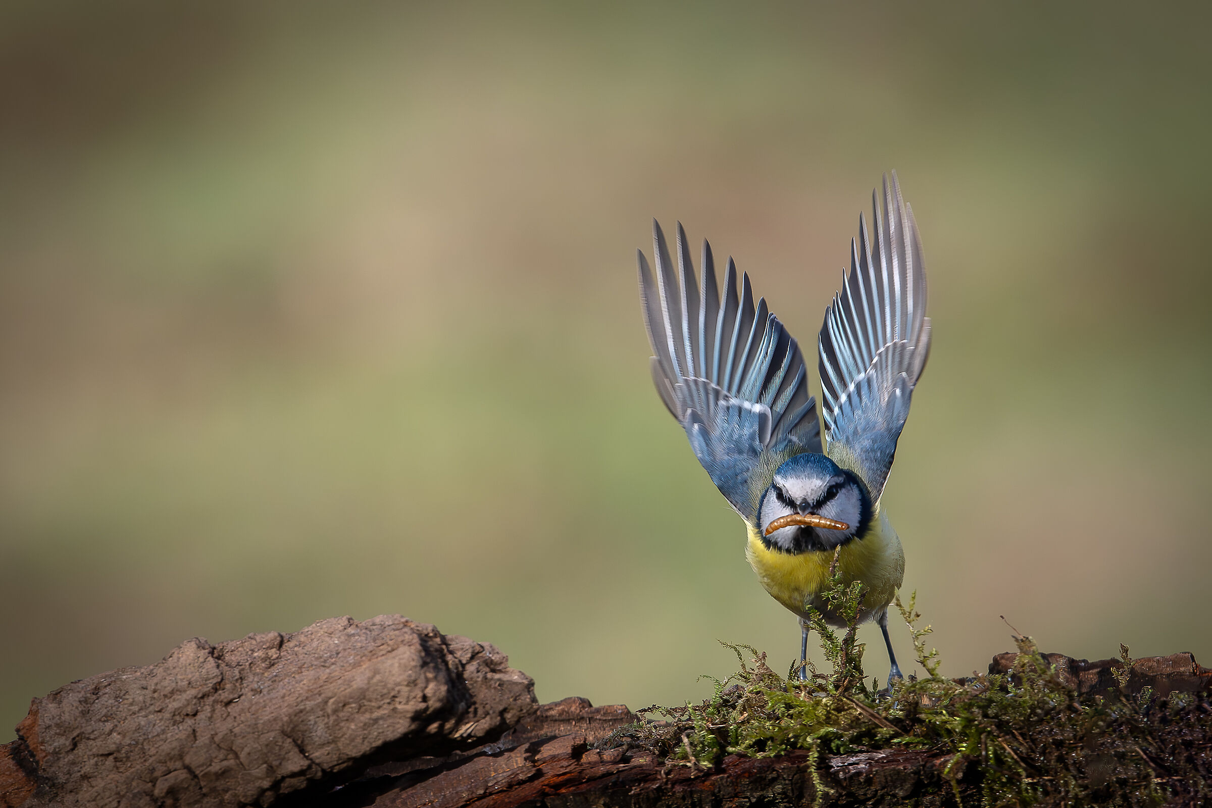 Cinciarella "today I change the menu"