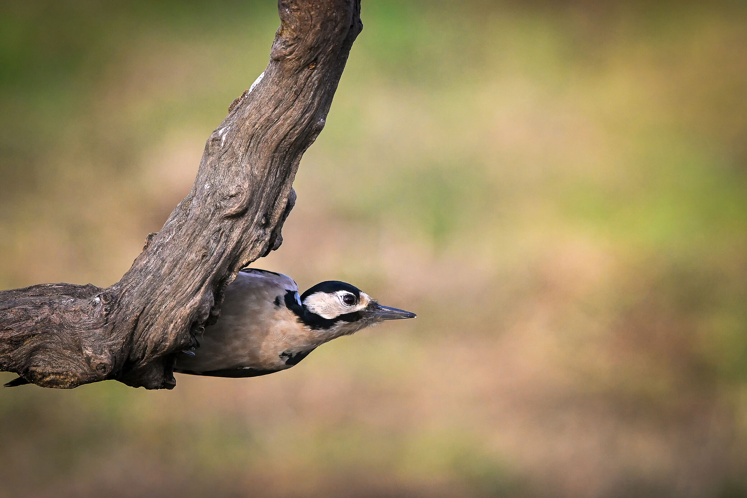 Spotted woodpecker #capannocora