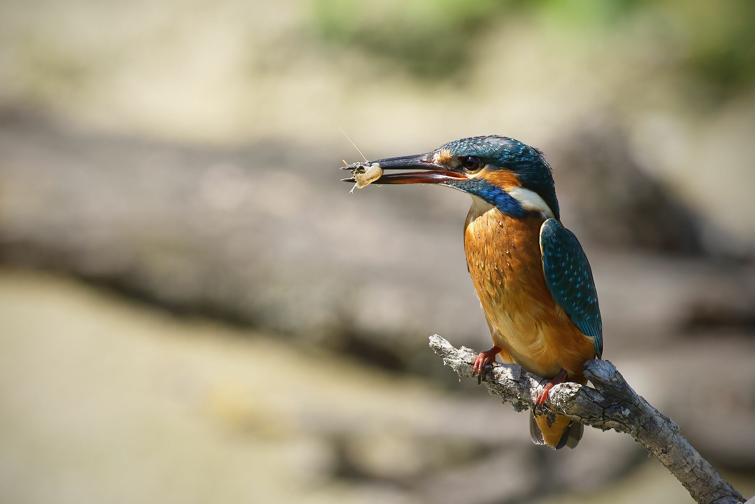 Kingfisher (Alcedo atthis)
